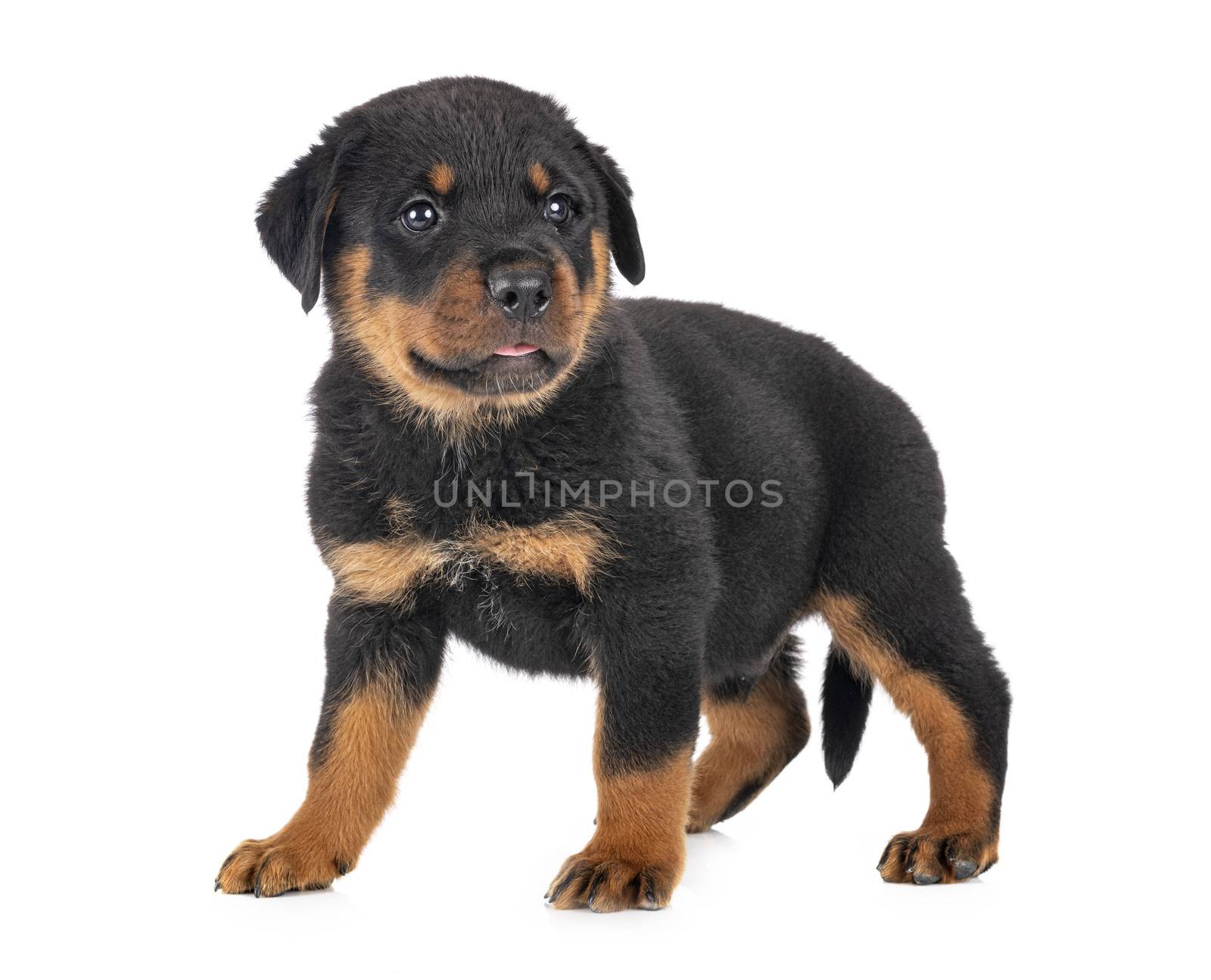 puppy rottweiler in front of white background