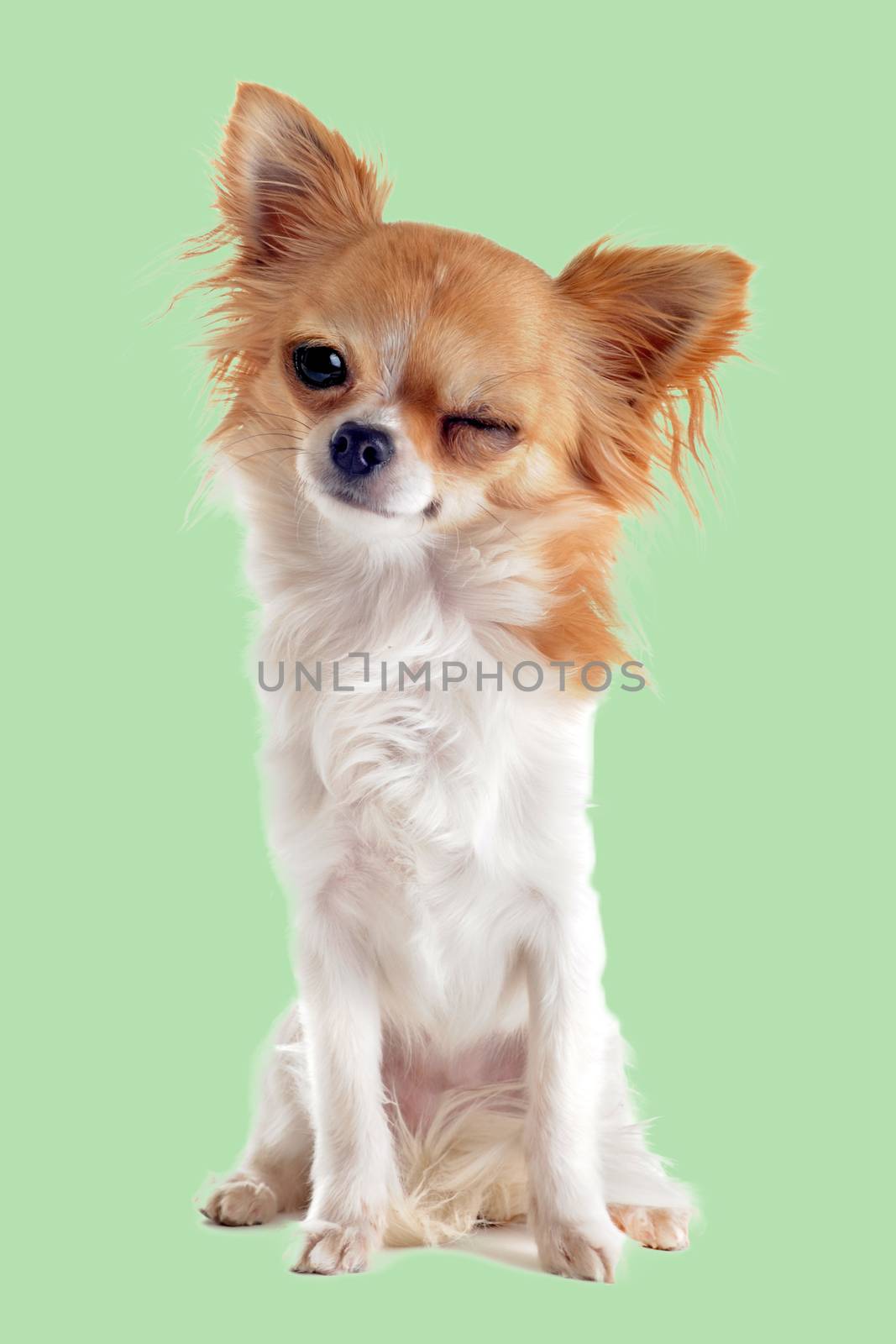 wink of chihuahua in front of white background