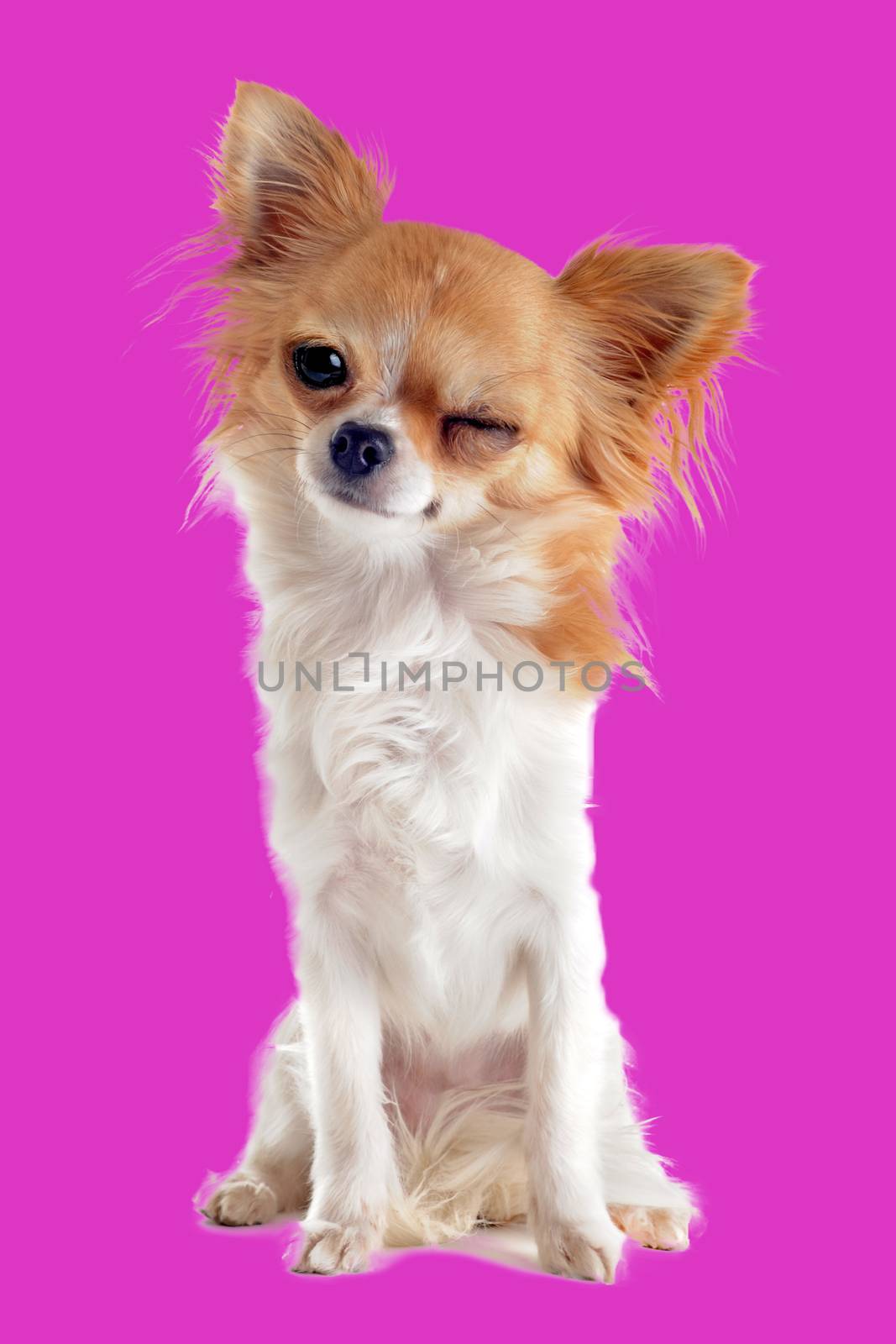 wink of chihuahua in front of white background