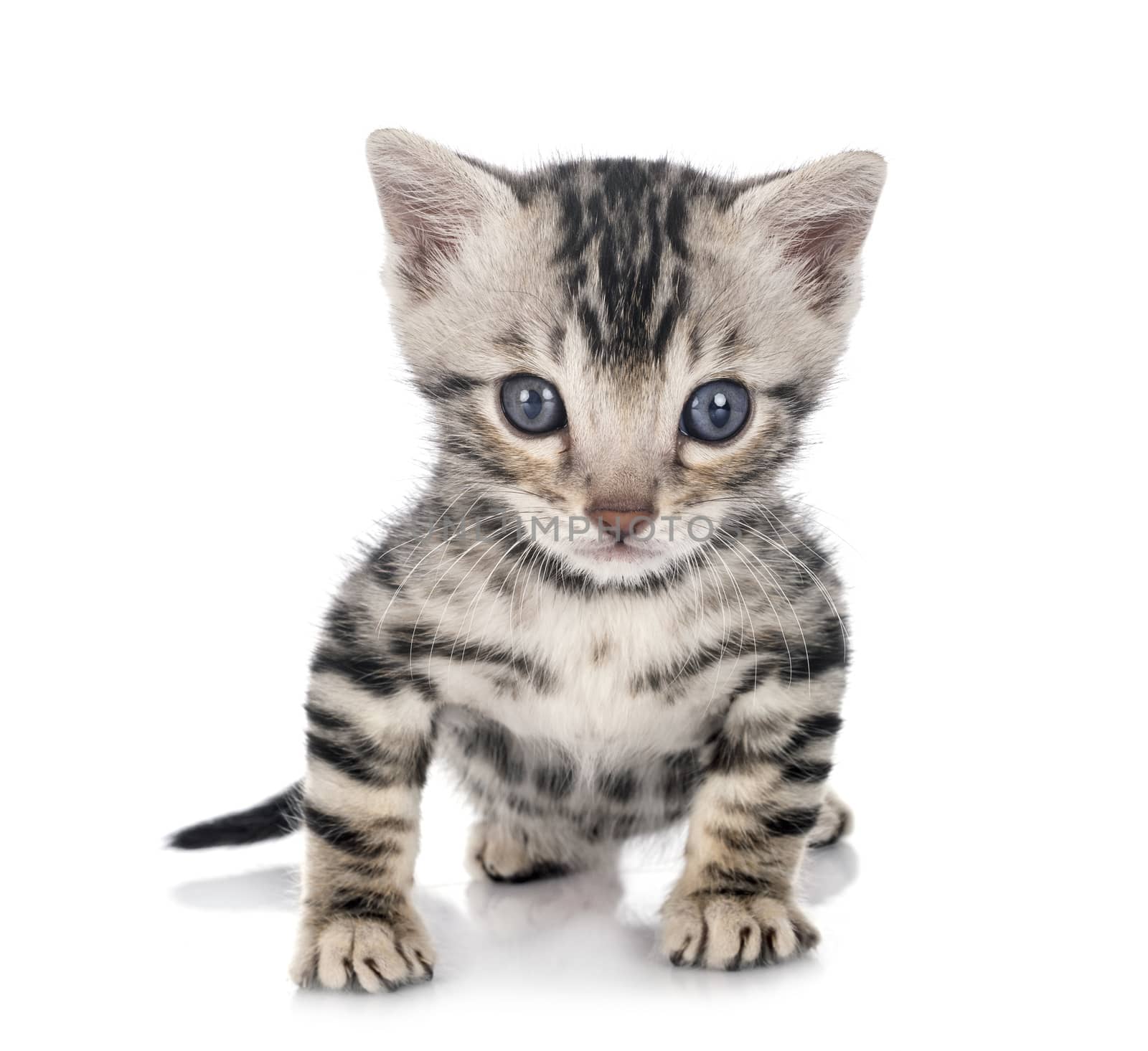 munchkin bengal cat in front of white background