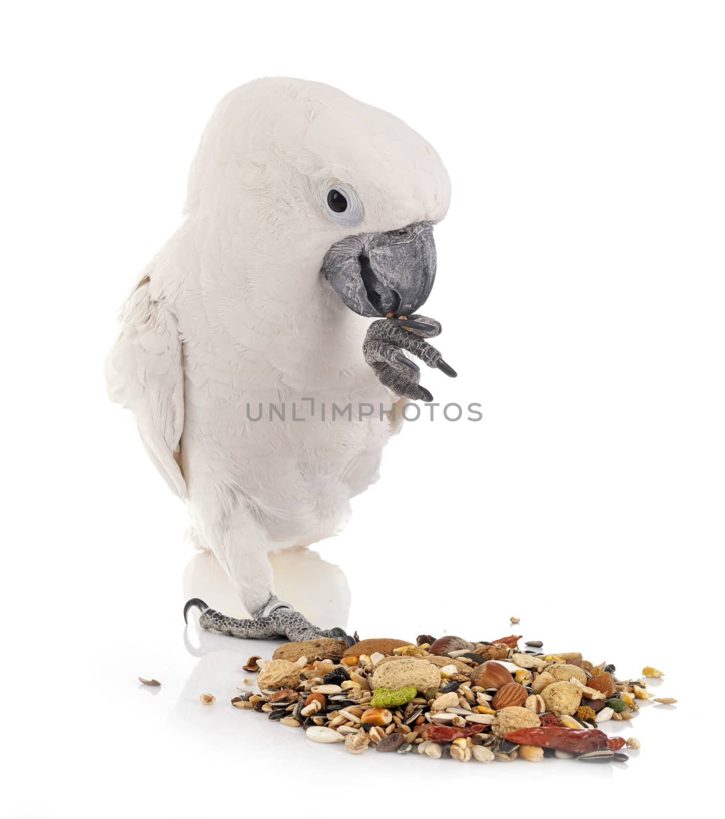 White cockatoo in front of white background