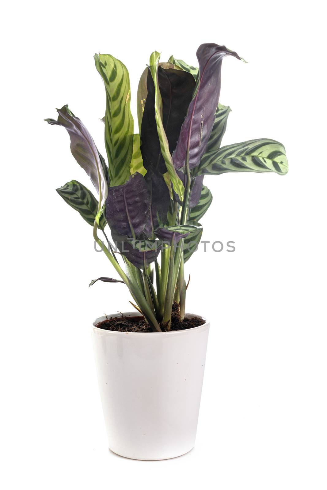 Calathea plant in front of white background