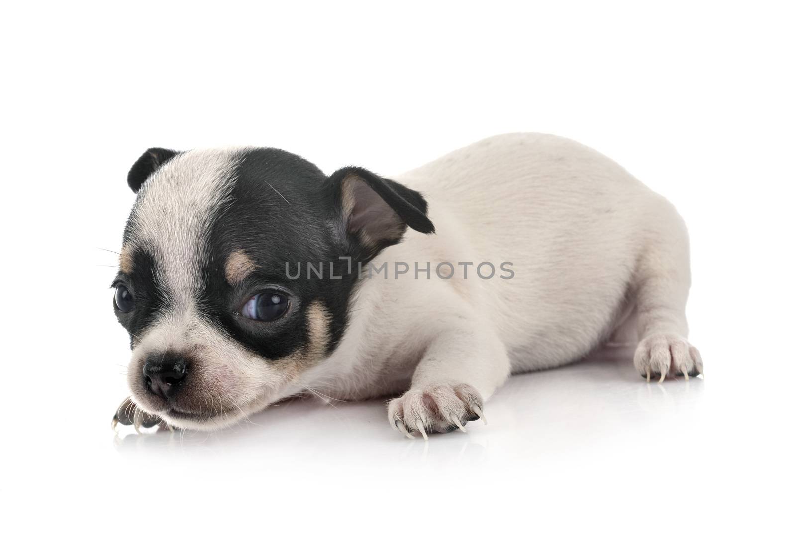 little chihuahua in front of white background