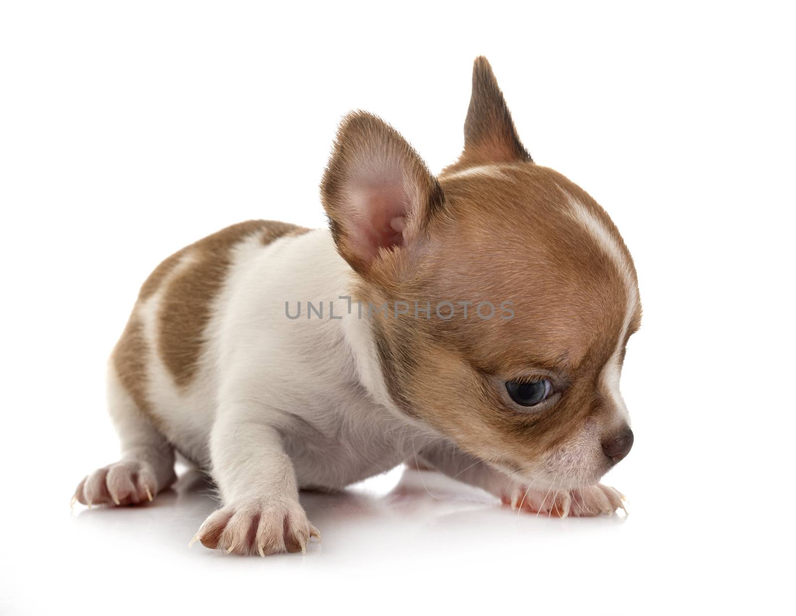 little chihuahua in front of white background