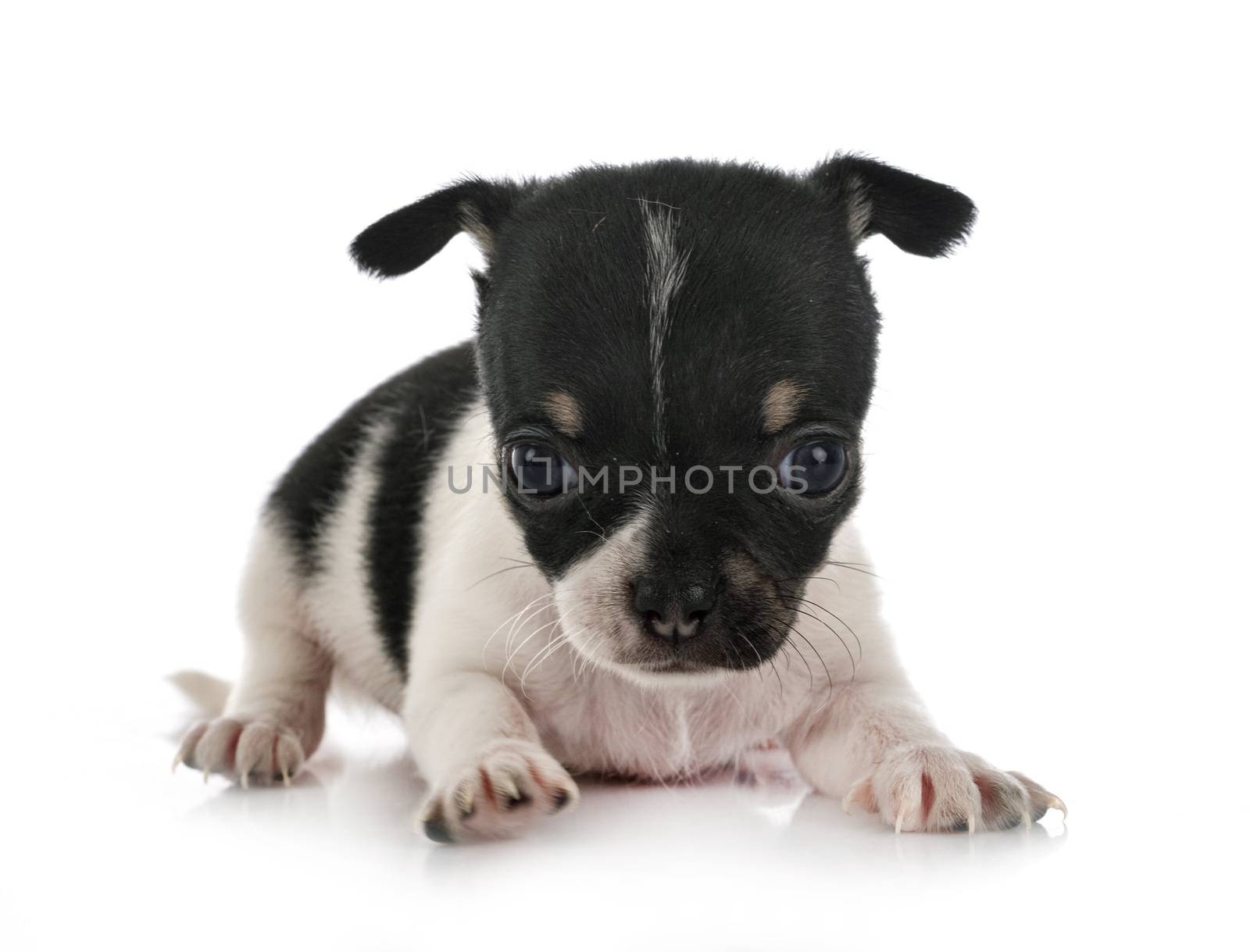 little chihuahua in front of white background