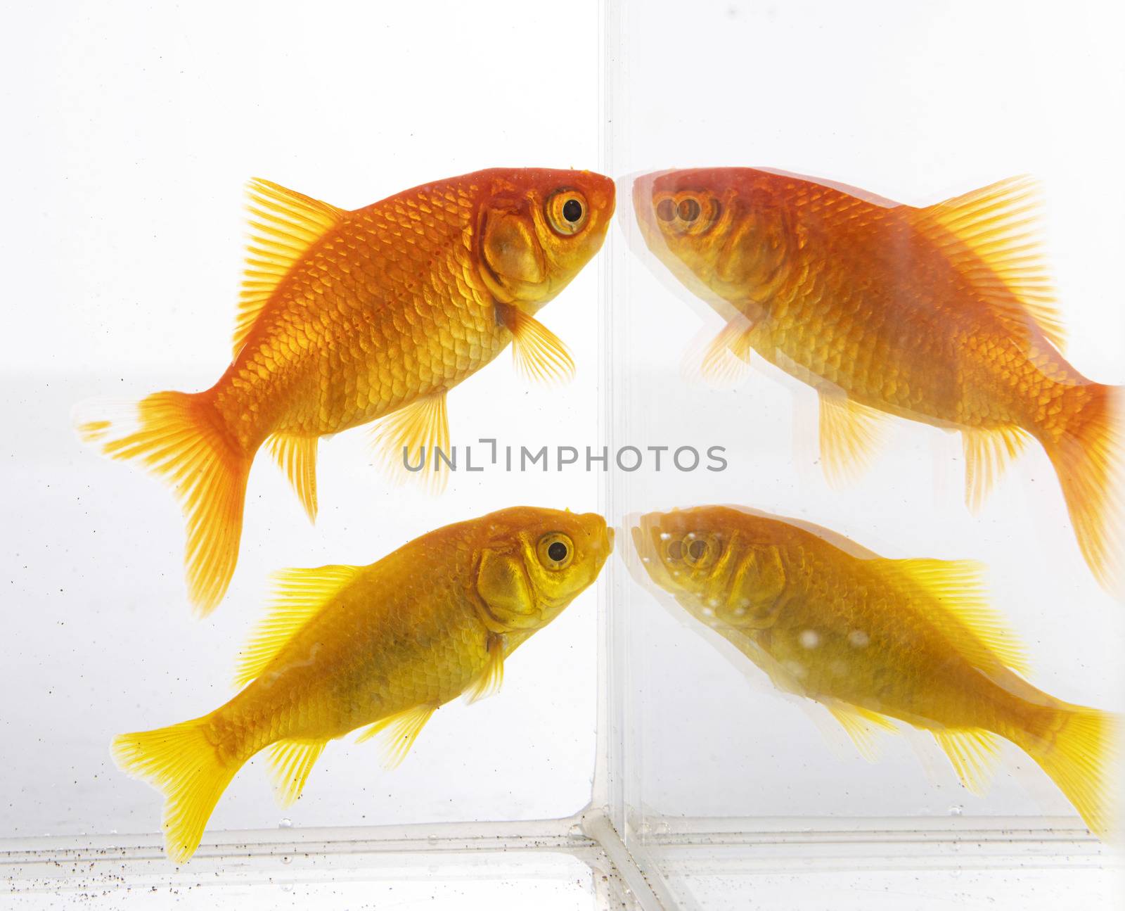 red goldfish in front of white background