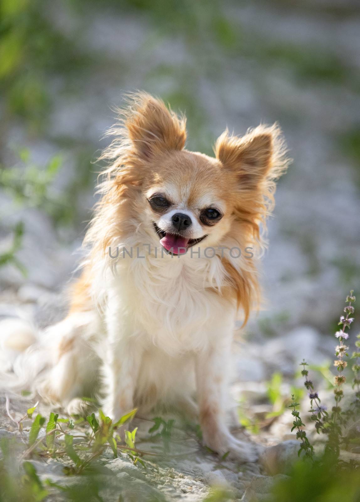 little chihuahua posing in the nature in summer