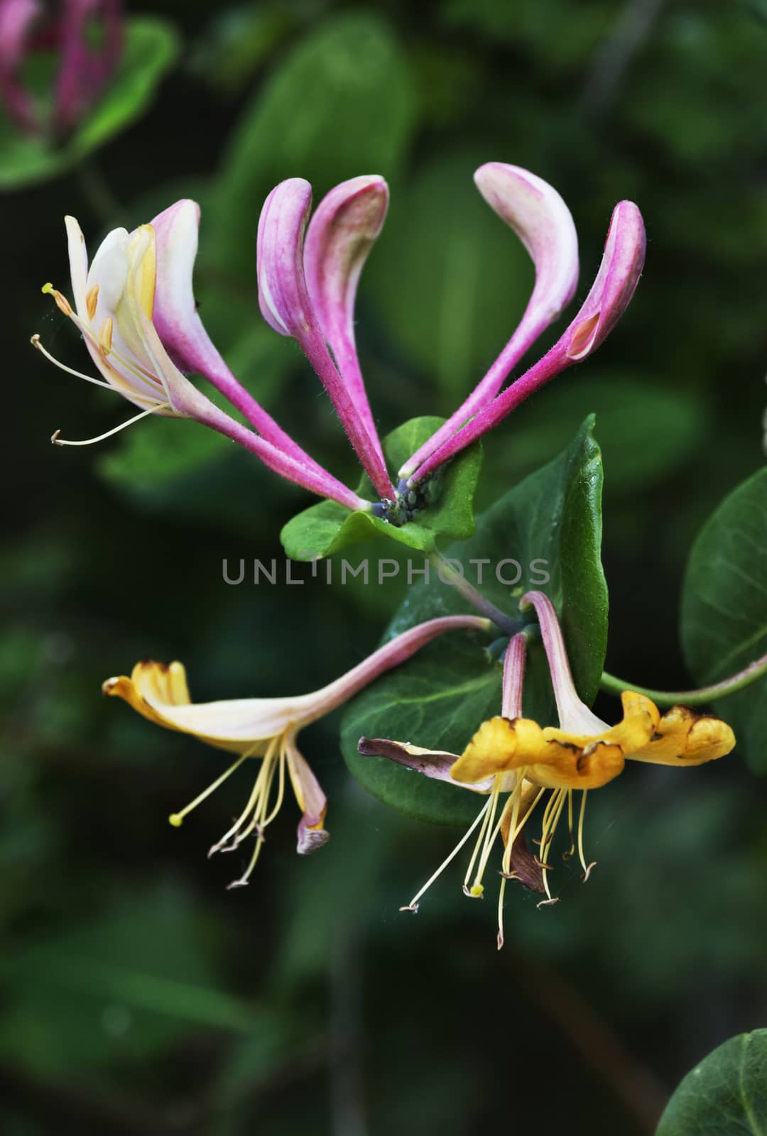  Blossomed honeysuckle flower -lonicera caprifolium - , the thin stems extend radially , the background is green and out of focus , saturated colors ,