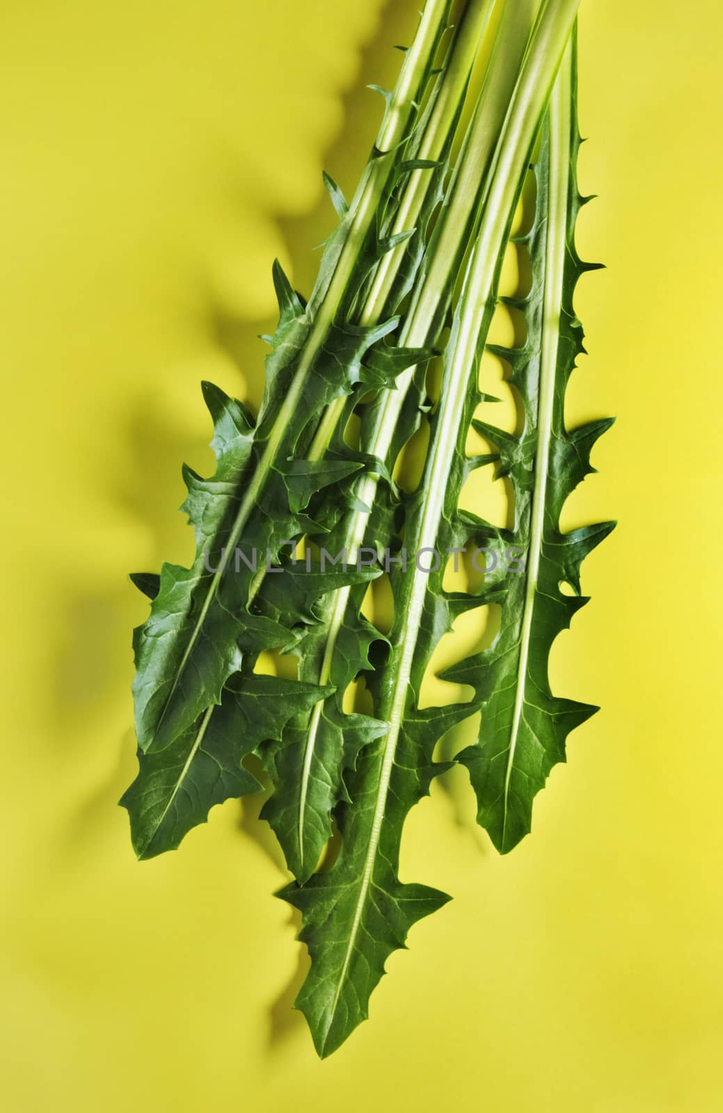 Bright leaves of chicory salad  on a yellow background ,studio shot , top view ,the vegetable is also called chicory catalogna ,color shading , vertical composition