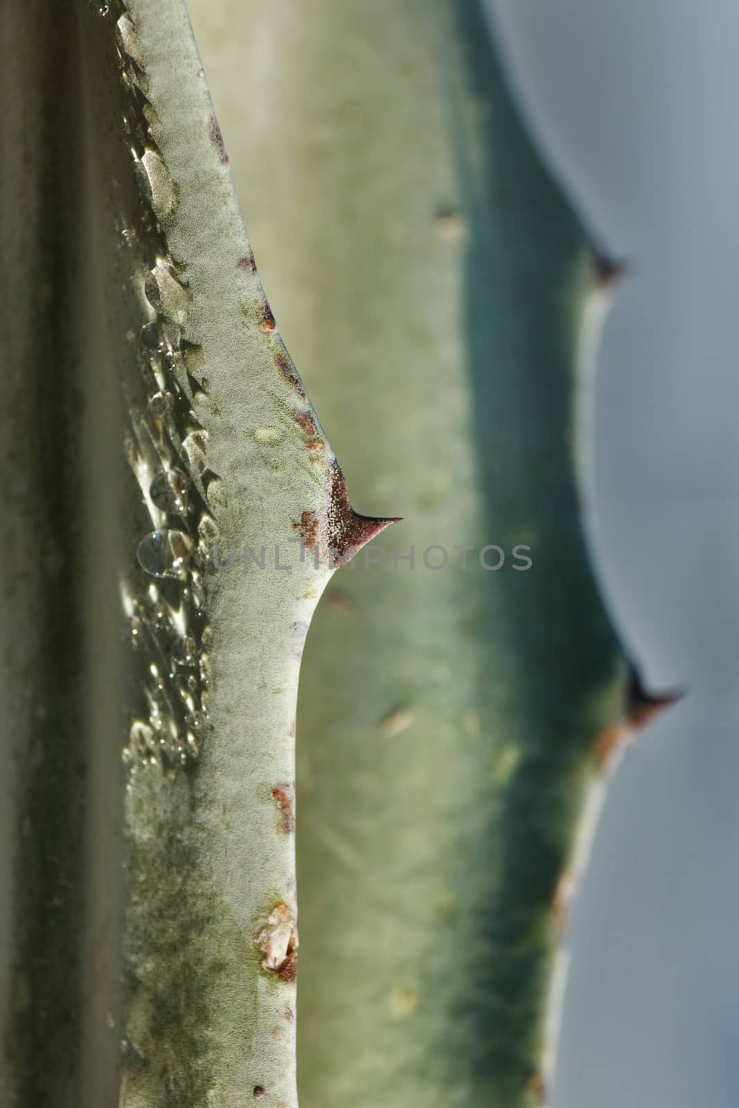 Drops of water  on an agave leaf with red thorns ,several reflections of sunlight , vertical composition ,color shading ,selective focus ,high contrast