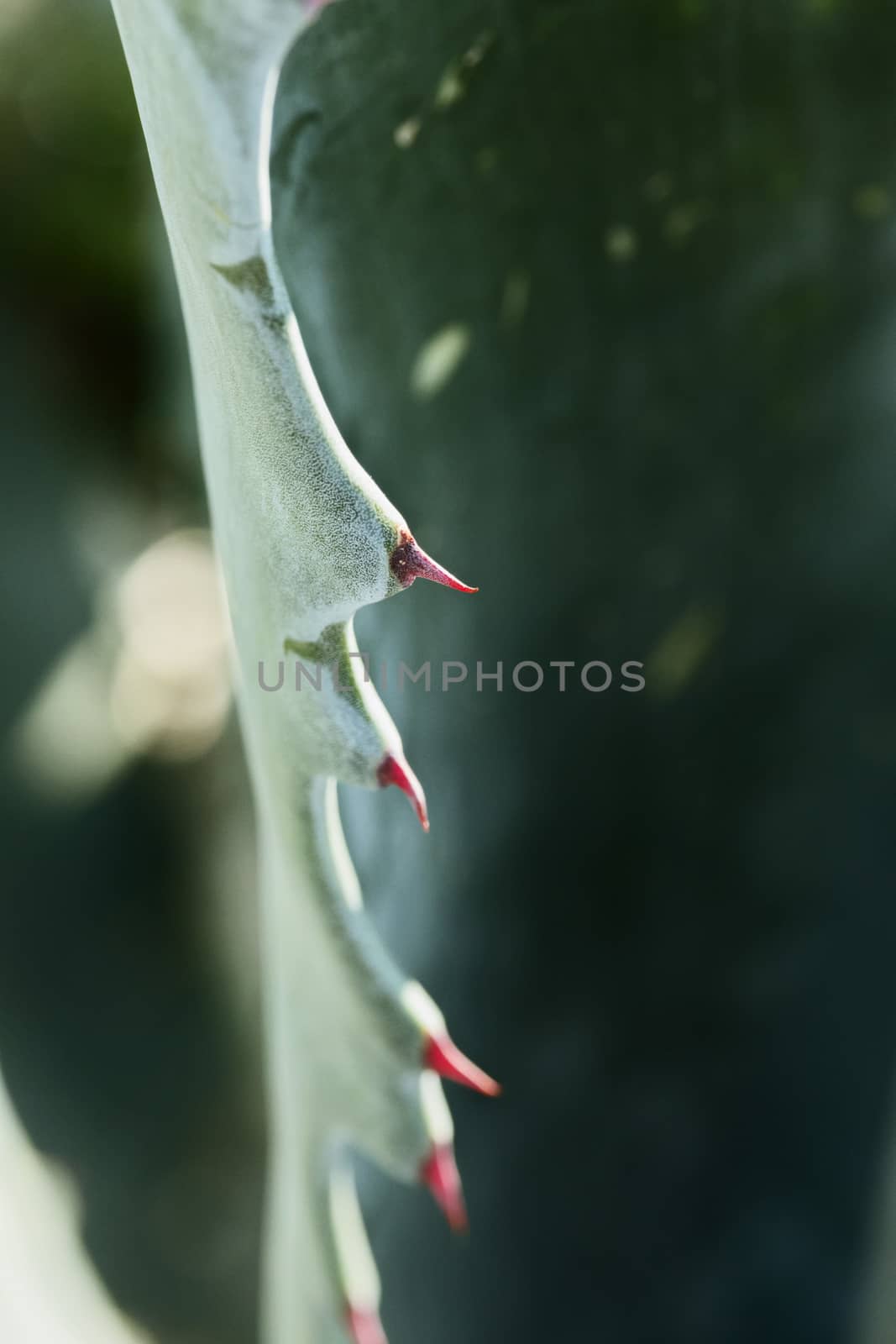 Agave leaf with red thorns,light and shadows to shape the leaves , selective focus ,vertical composition , high contrast
