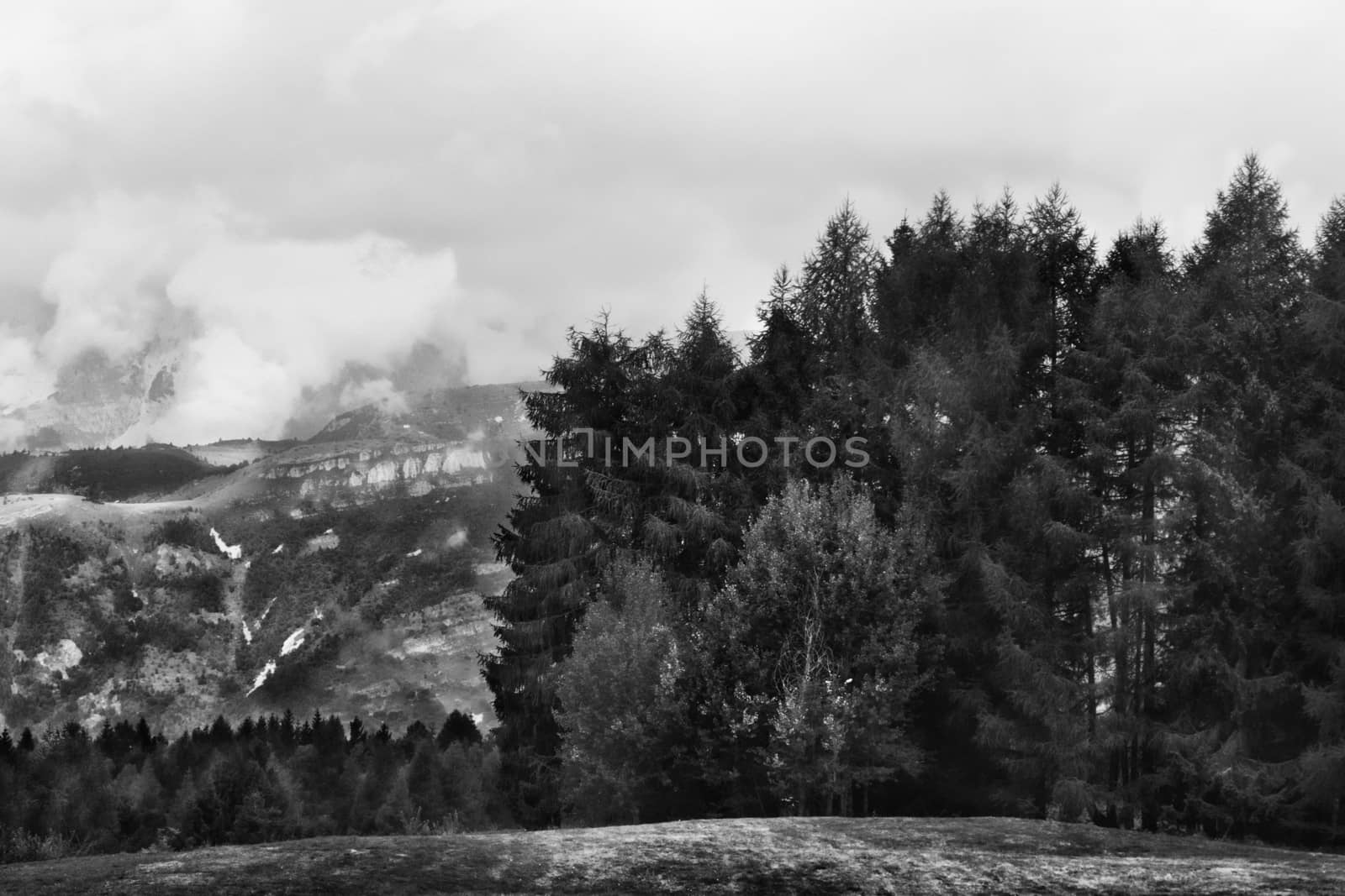 Magic  view of a mountain  forest near  Trento in Italy ,black and white photography  , rich grey color  range