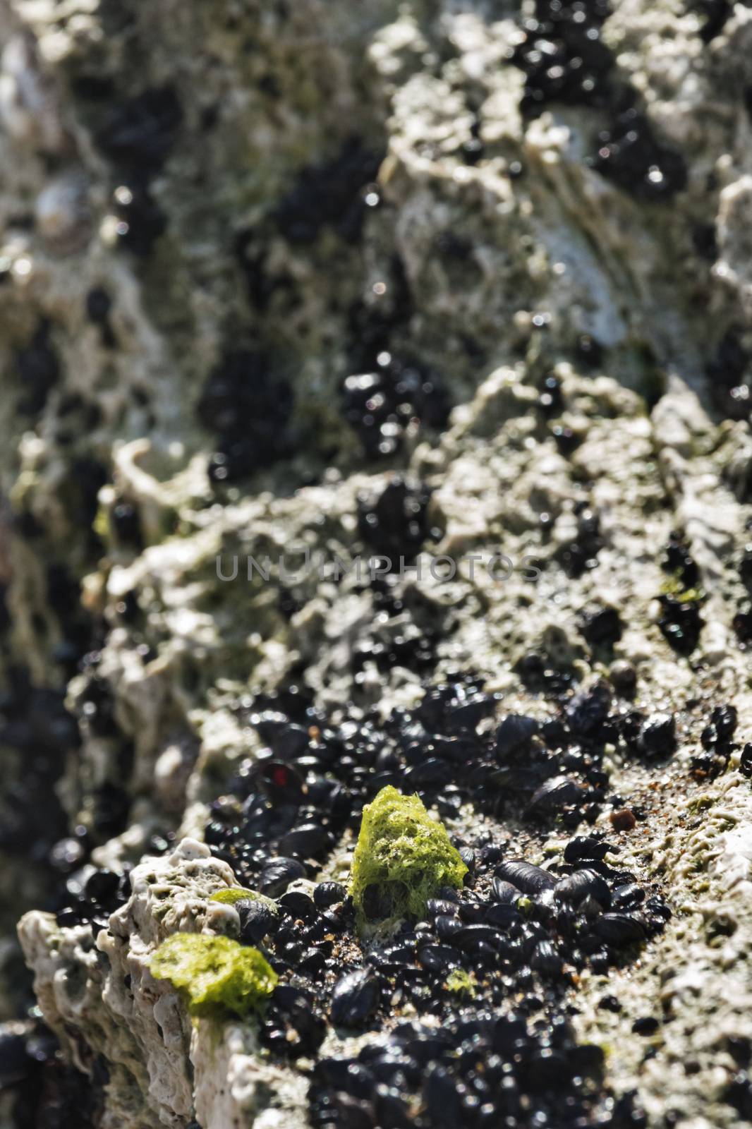 A reef section with green seweeds and black mussel shells , vertical composition , selective focus