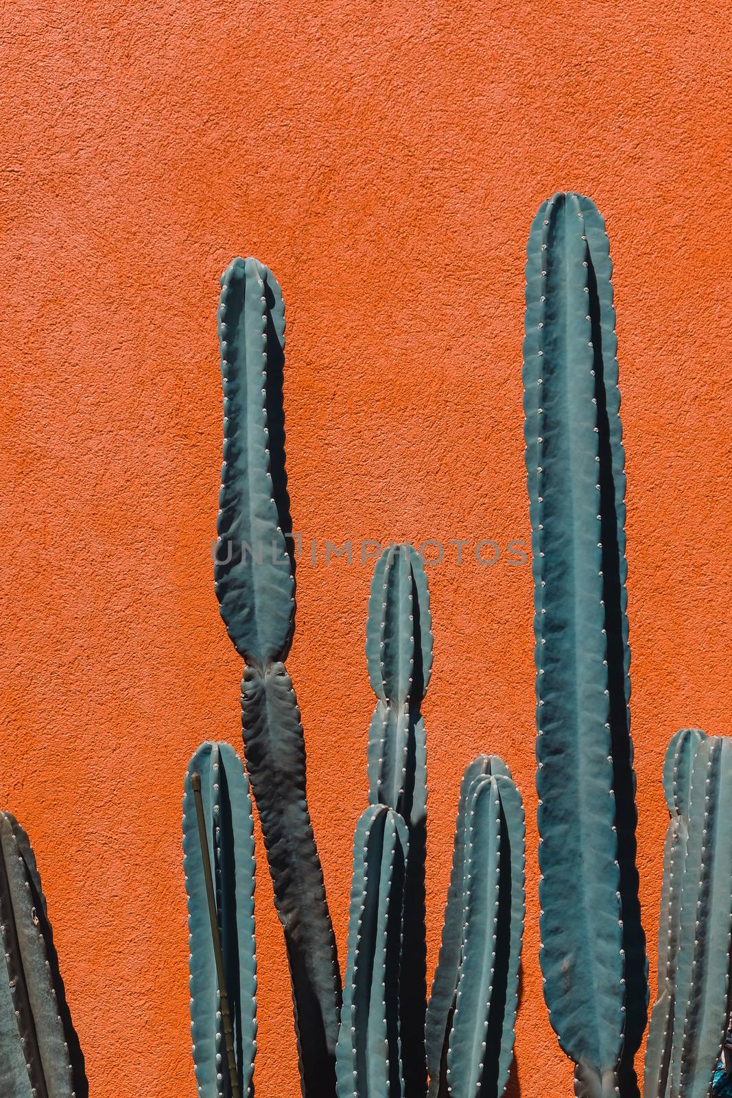 image of Green cactus against orange background.
