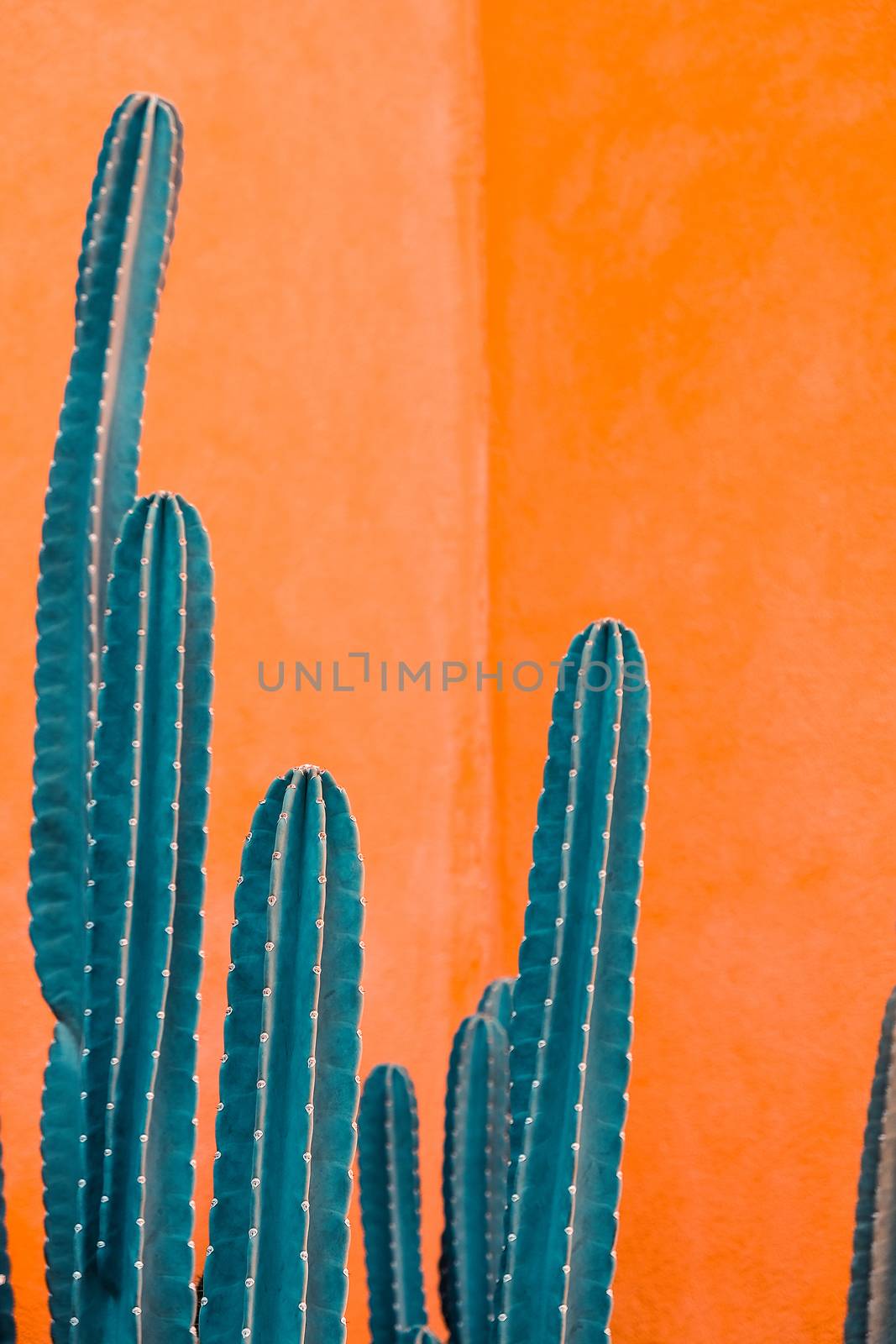 image of Green cactus against orange background.