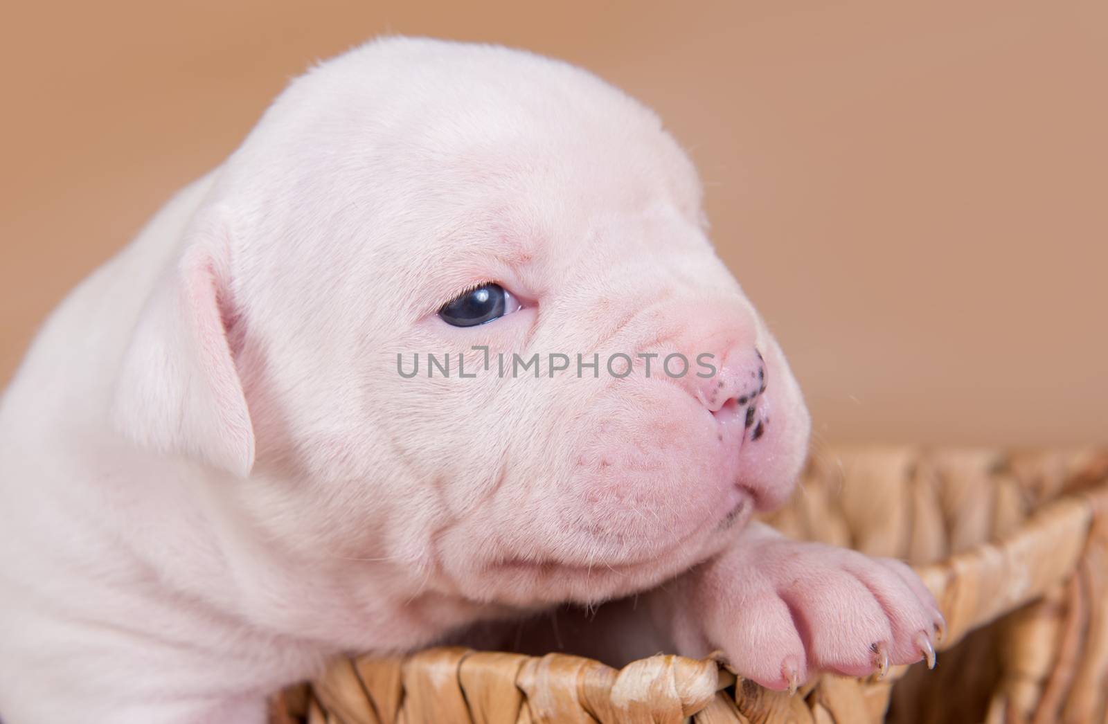 Funny small white American Bulldog puppy dog is sitting in a wood basket on Valentine s Day.