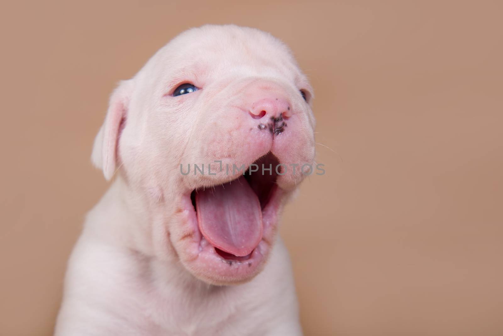 Funny small White American Bulldog puppy dog is yawning on light brown background.