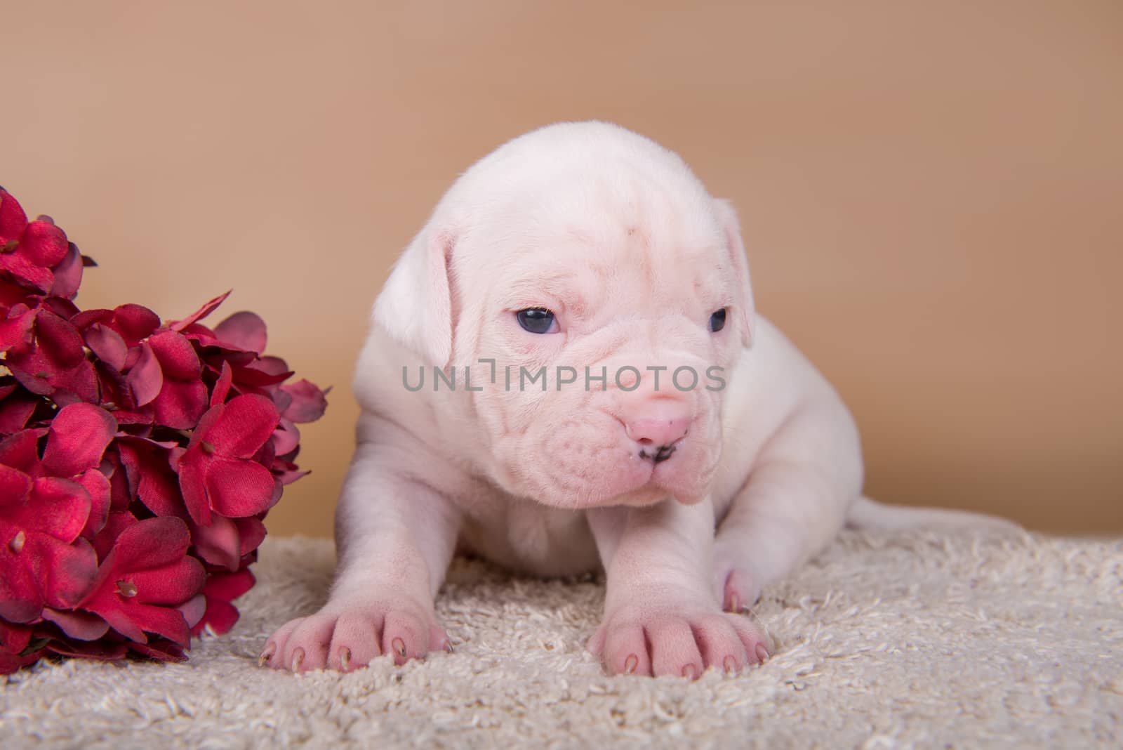 Funny small white American Bulldog puppy dog is sitting on light brown background with autumn flowers.