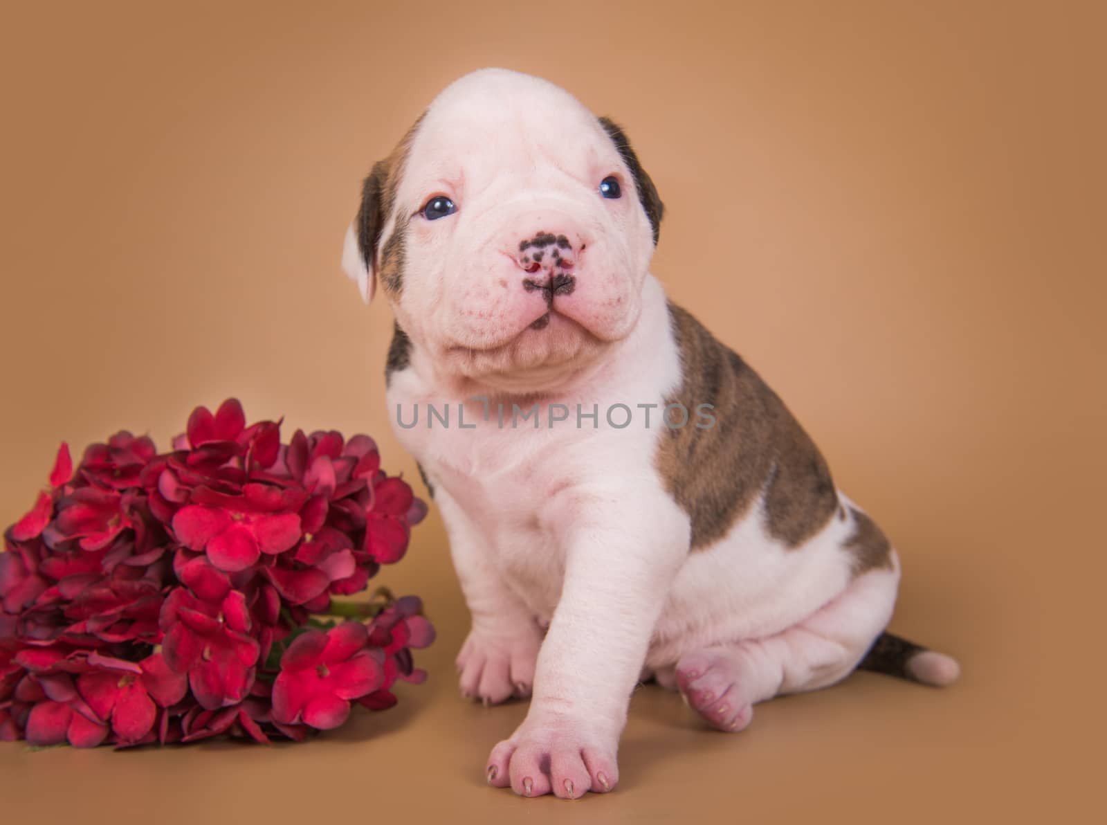 Funny small brindle American Bulldog puppy dog is sitting on light brown background with autumn flowers.