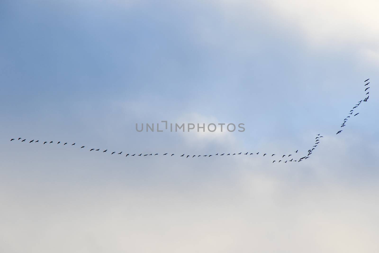 Birds flight in the sky, background by Taidundua