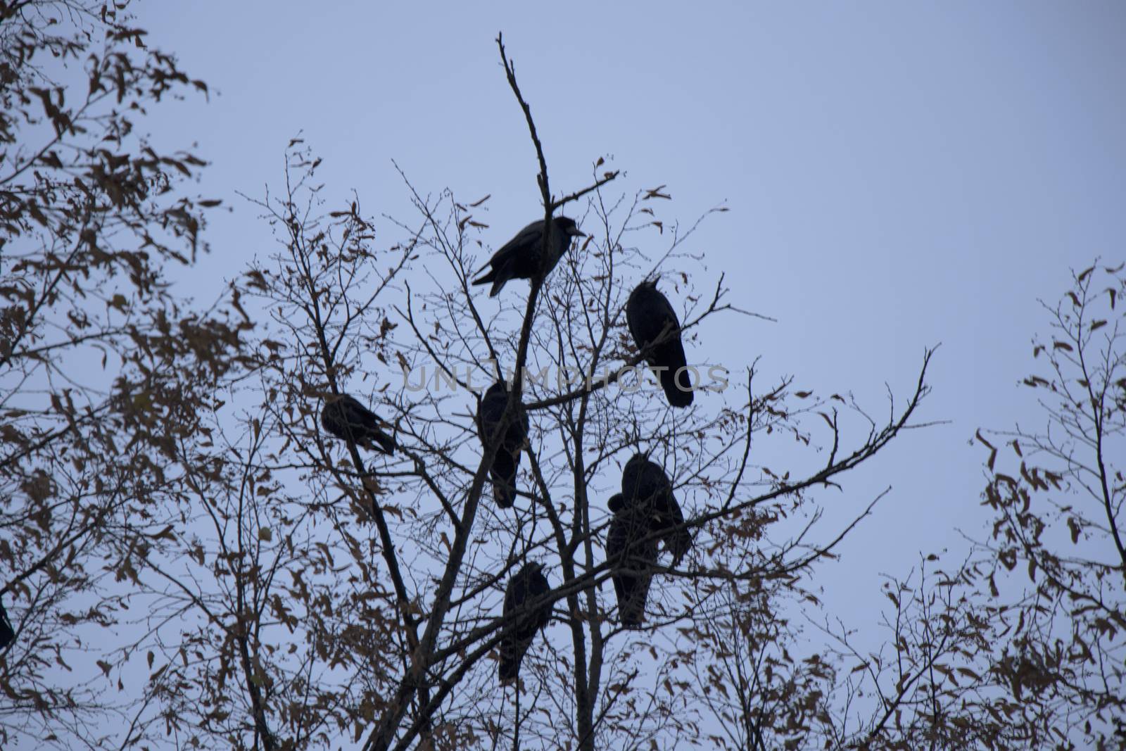 Crow in the wild nature by Taidundua