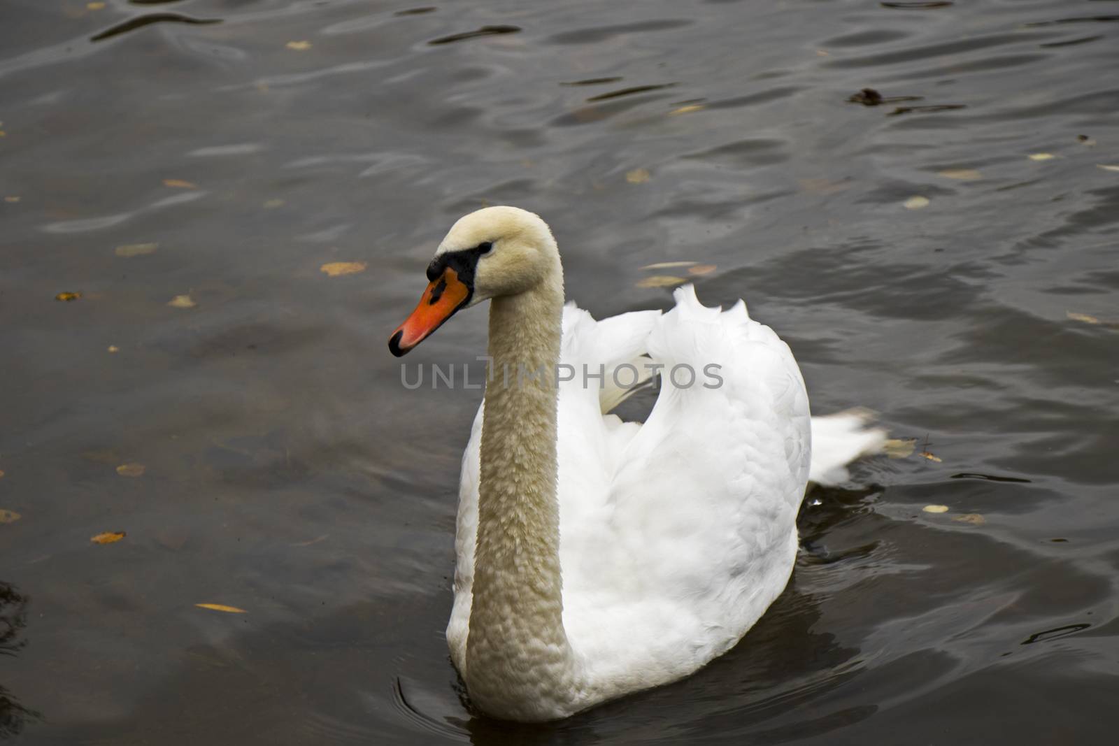 swan in the water swimming by Taidundua