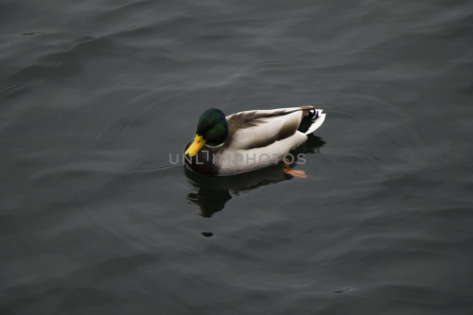 Ducks in the water by Taidundua