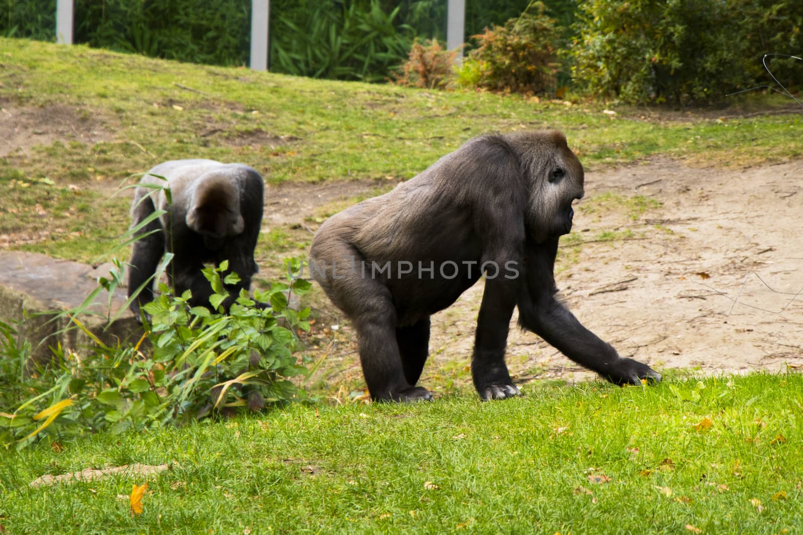 Gorilla in the Zoo by Taidundua