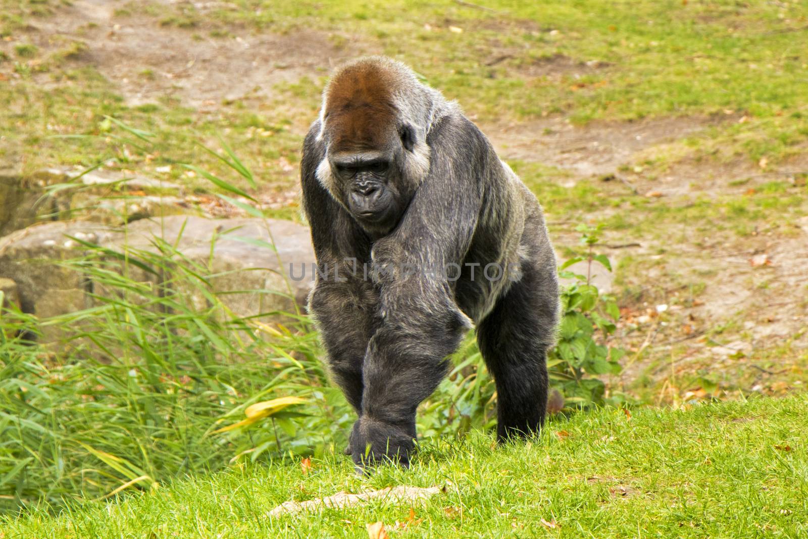 Gorilla in the Zoo by Taidundua