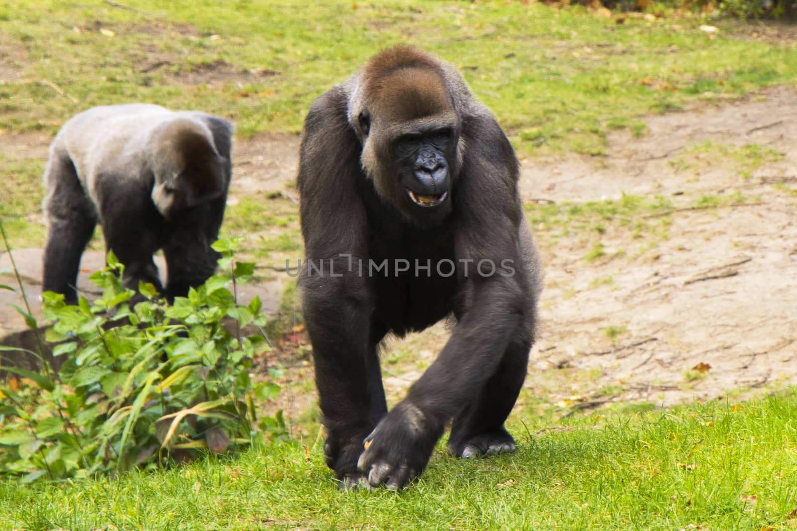 Gorilla in the Zoo by Taidundua