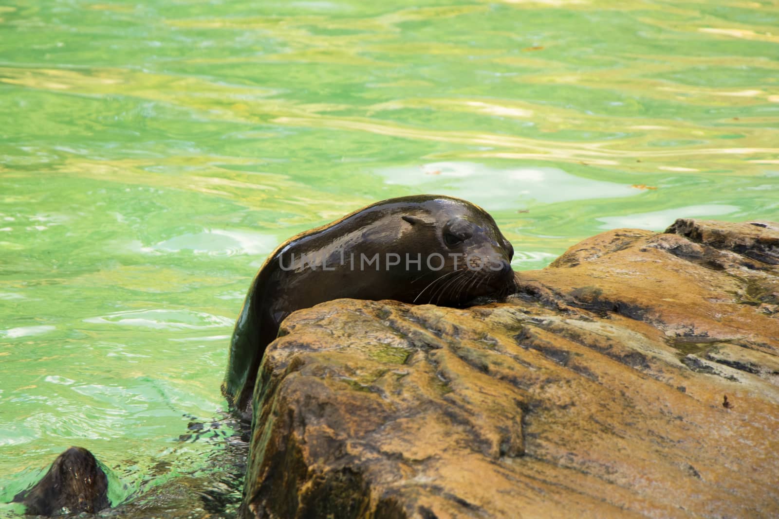 Sea lion in the water by Taidundua