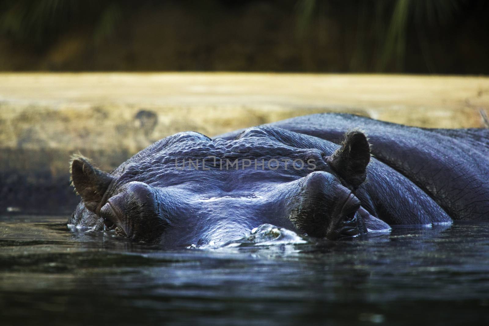 Hippopotamus in the water, Berlin by Taidundua