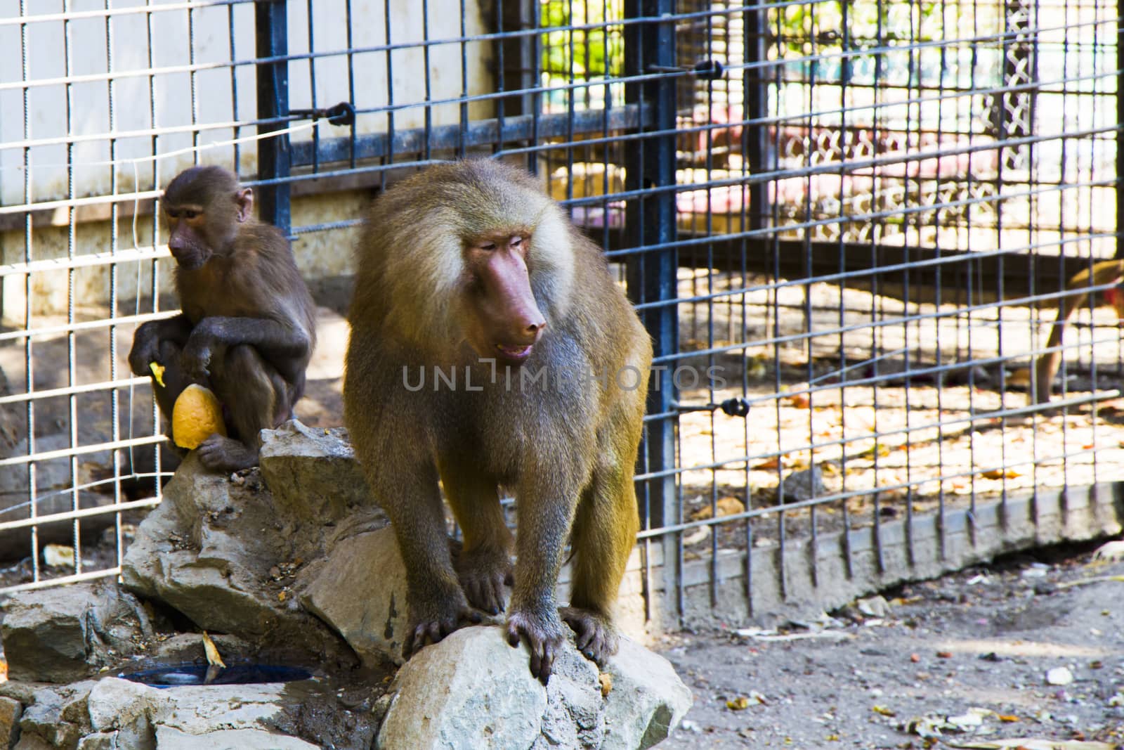 The macaques constitute a genus of gregarious Old World monkeys of the subfamily Cercopithecinae. by Taidundua