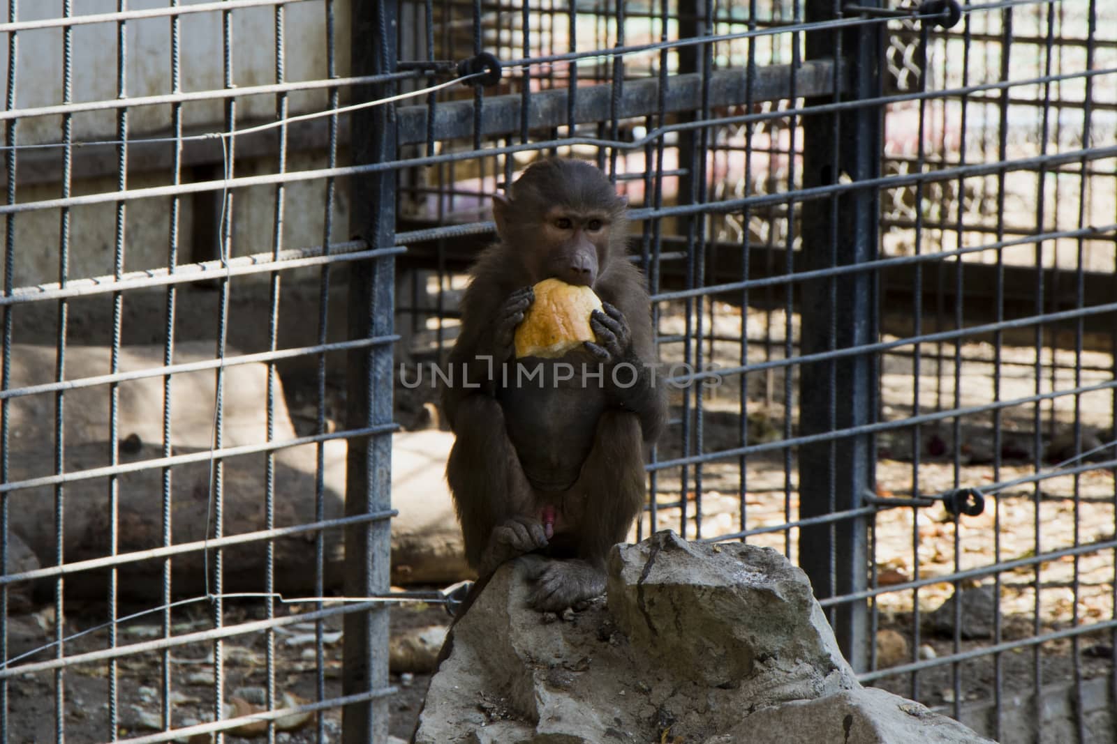 The macaques constitute a genus of gregarious Old World monkeys of the subfamily Cercopithecinae. Urban monkey macaque in Tbilisi Zoo. Georgia