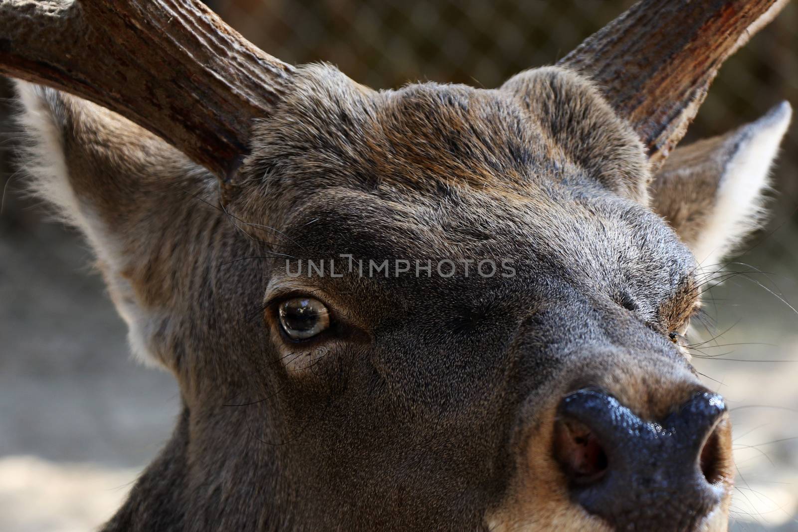 Deer portrait close-up, wild animal in Berlin zoo