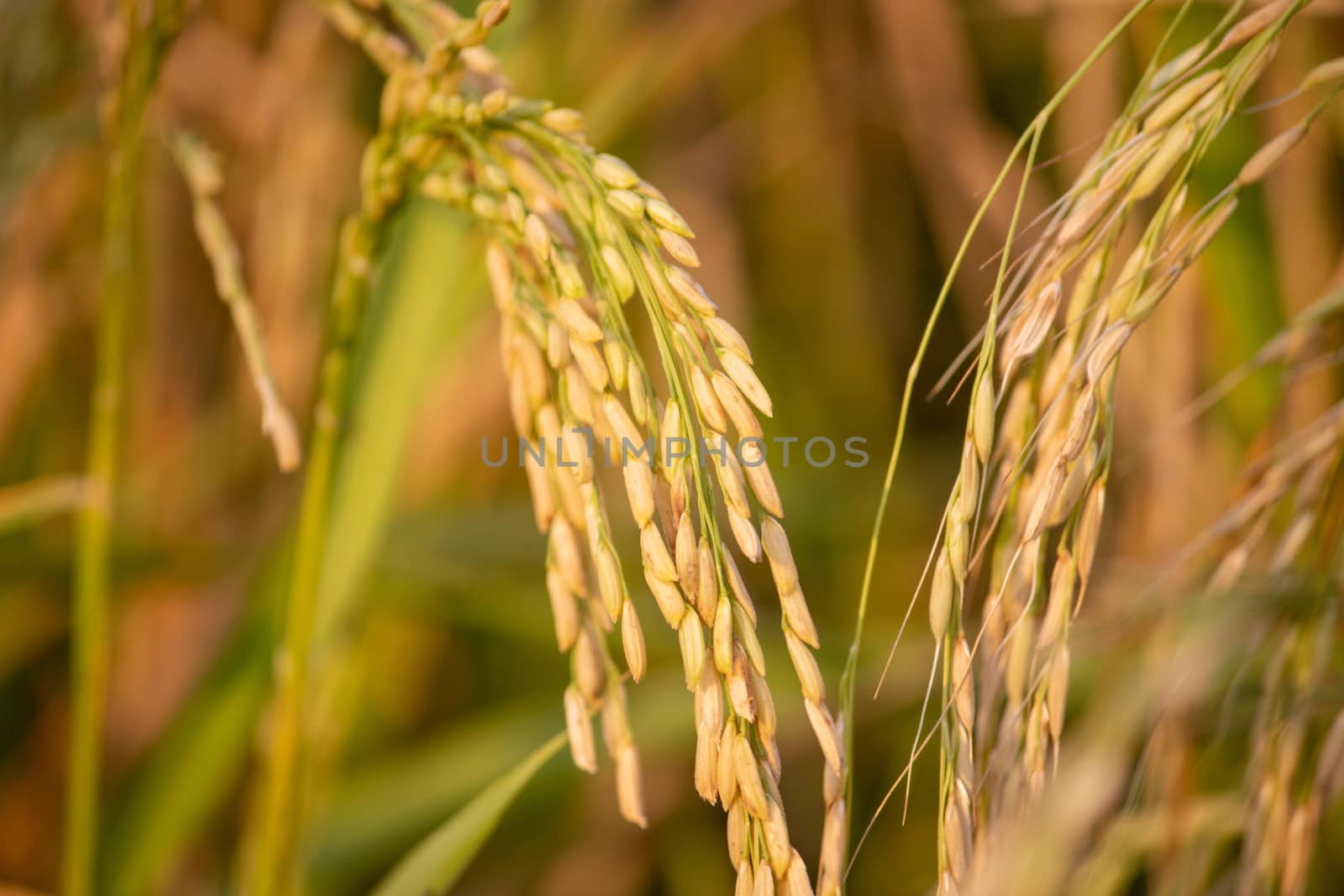 Paddy crop in India. India is one of the world's largest producers of rice, including white rice and brown rice, High quality photo