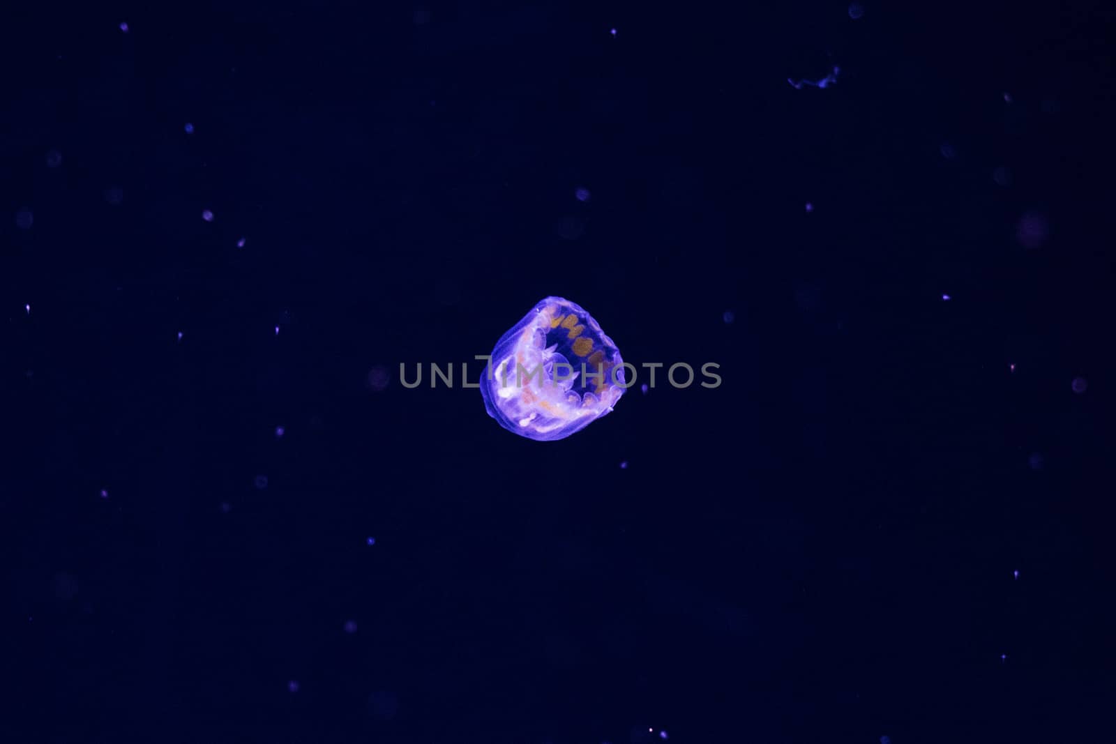 Jellyfish under water, medusa, sea animal in water, blue color background