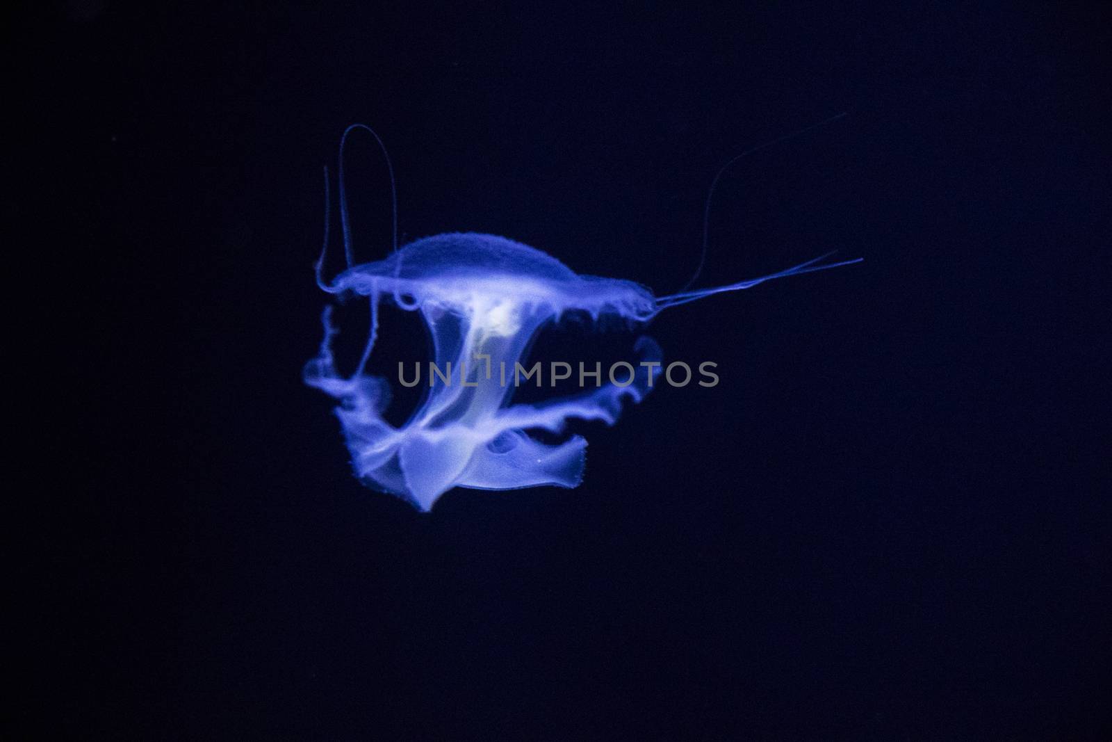 Jellyfish under water, medusa, sea animal in water, blue color background