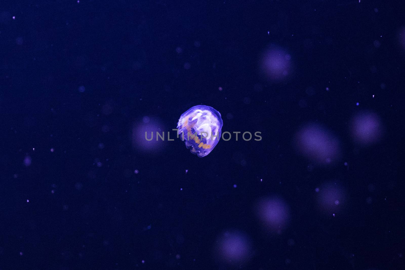 Jellyfish under water, medusa, sea animal in water, blue color background