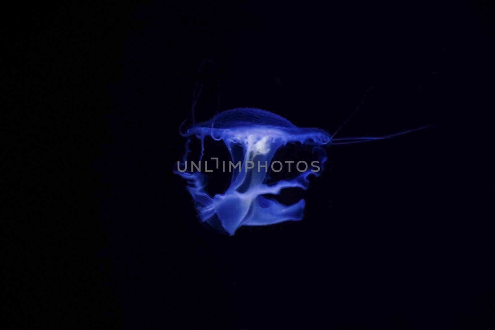 Jellyfish under water, medusa, sea animal in water, blue color background