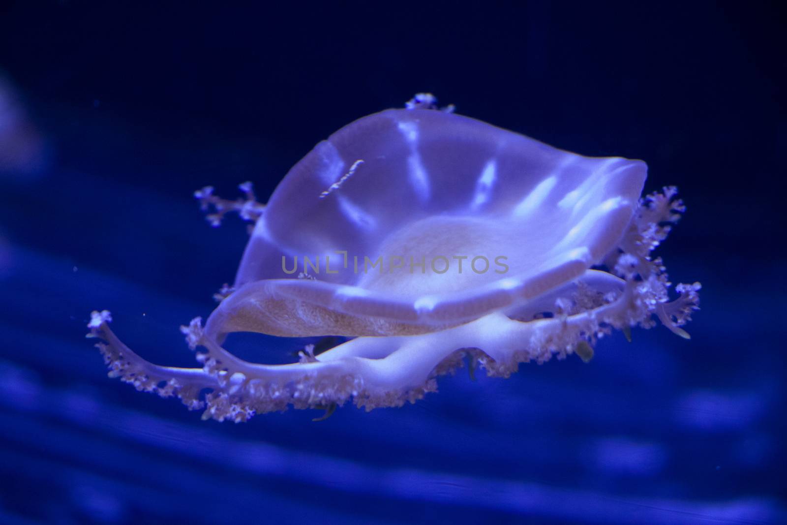 Jellyfish under water by Taidundua