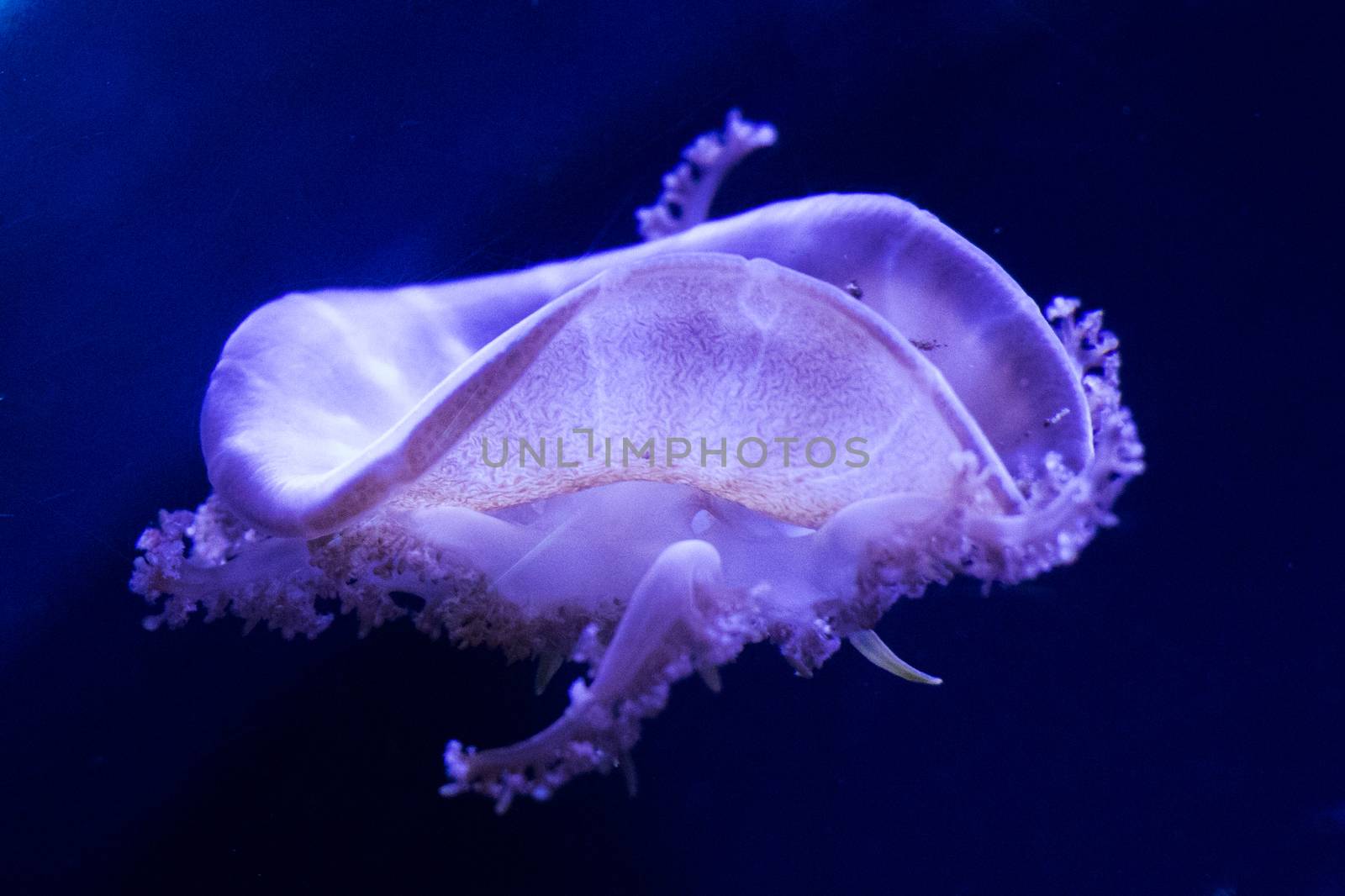 Jellyfish under water, medusa, sea animal in water, blue color background