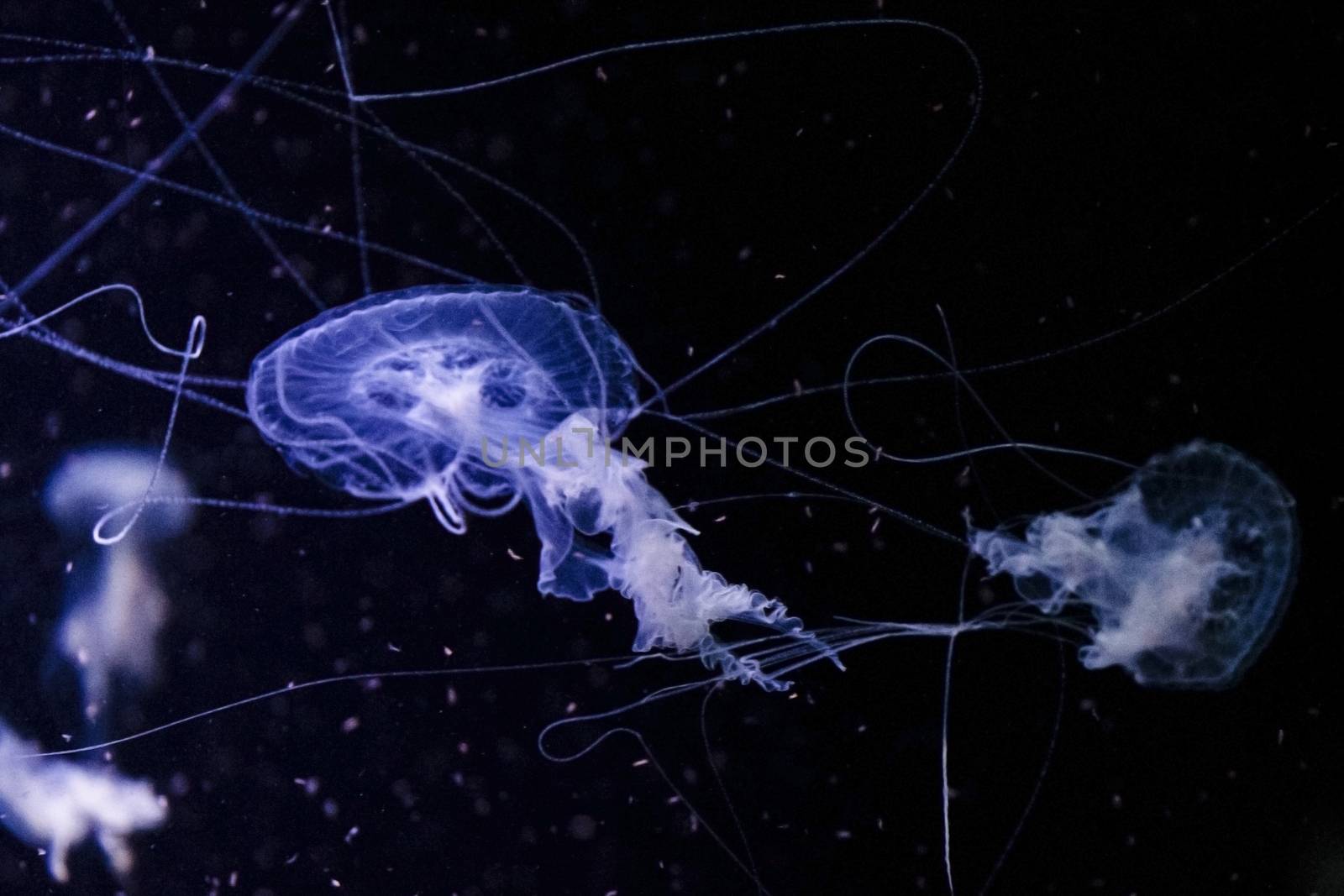 Jellyfish under water by Taidundua