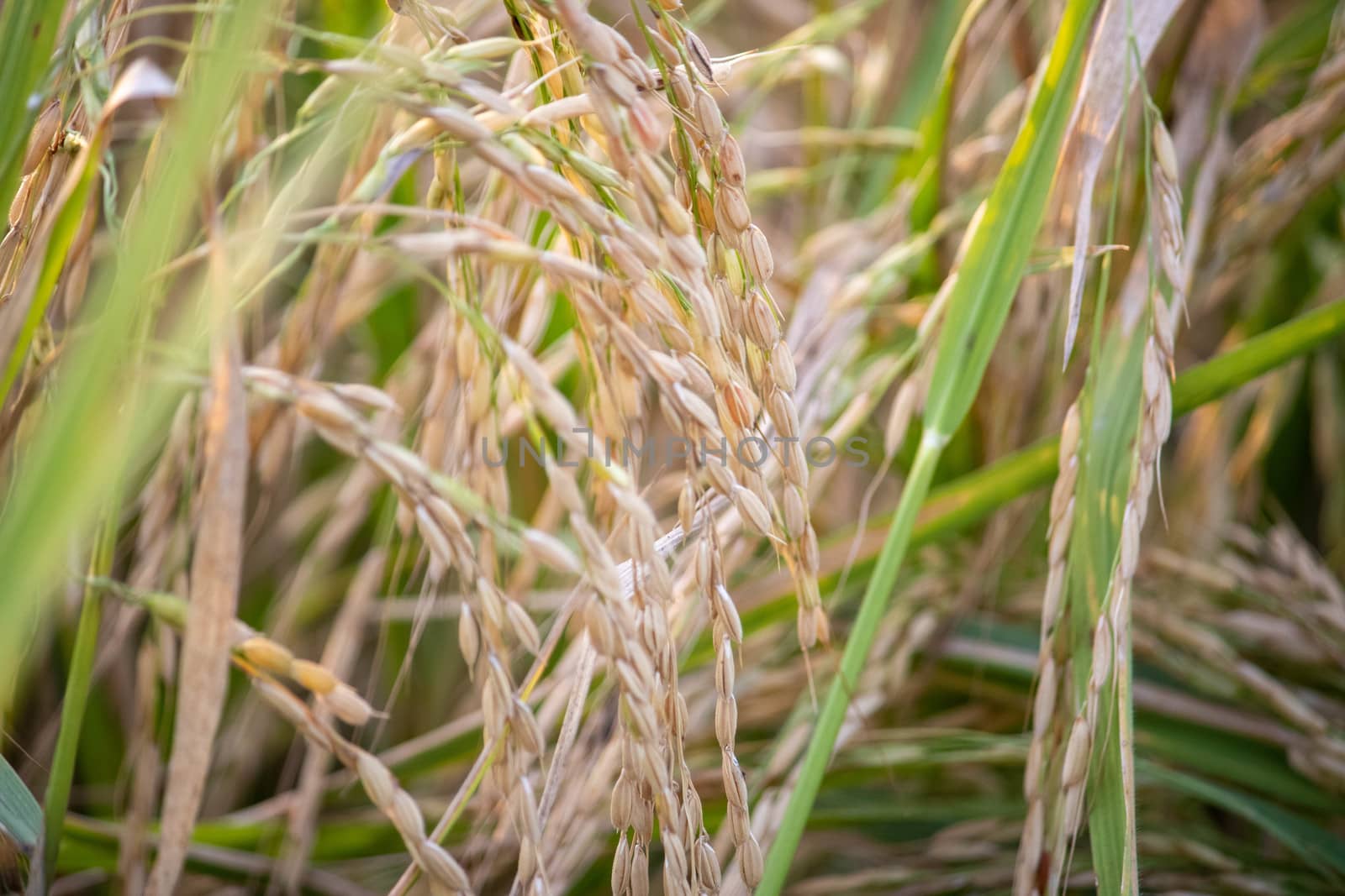 Paddy crop in India. by stocksvids