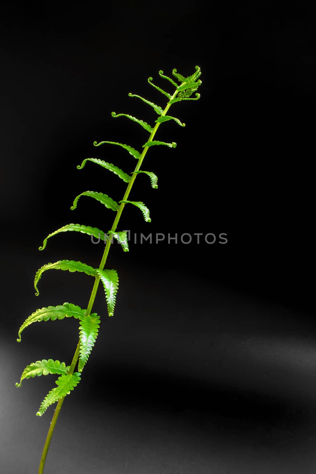 Freshness Green leaf of Fern on black background