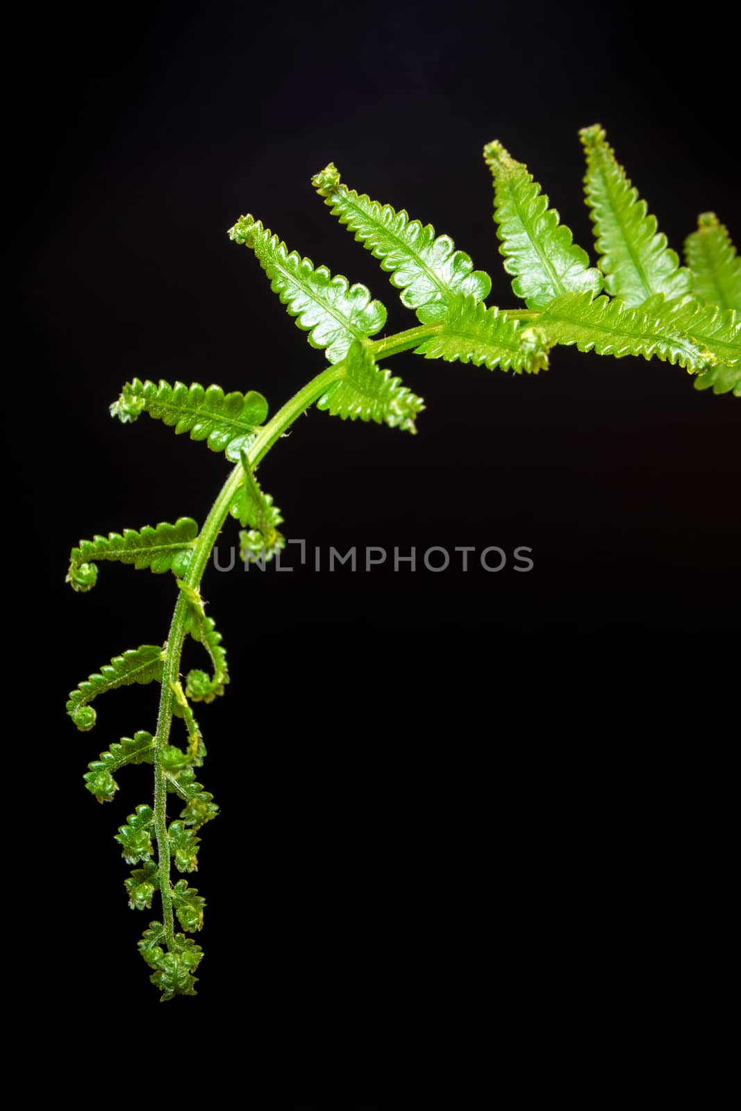 Freshness Green leaf of Fern on black background