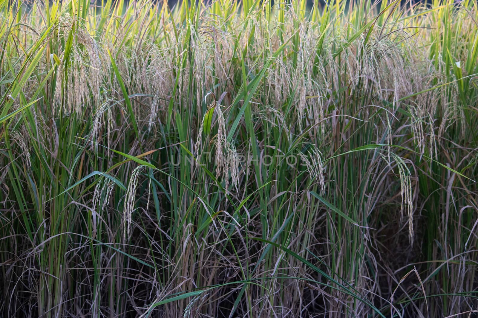 Paddy crop in India. by stocksvids