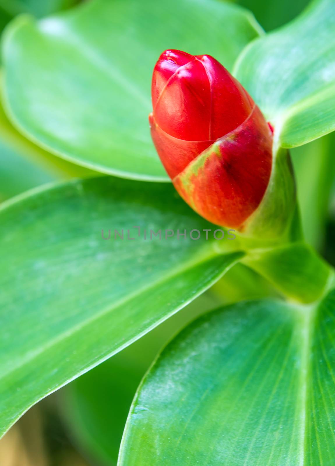 Freshness Flower pot of Indian Head Ginger on natural background