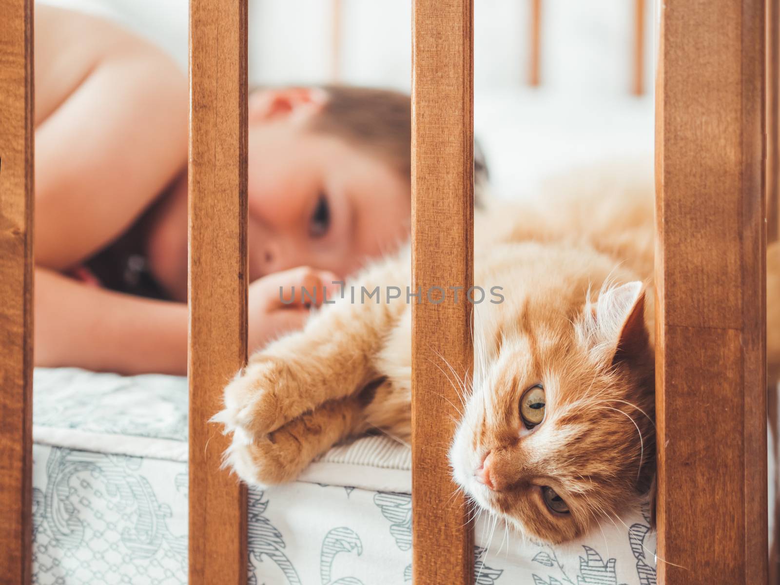 Toddler lies in bed with cute ginger cat. Little boy laughting. Child's friendship with domestic cat. Cozy home at morning.