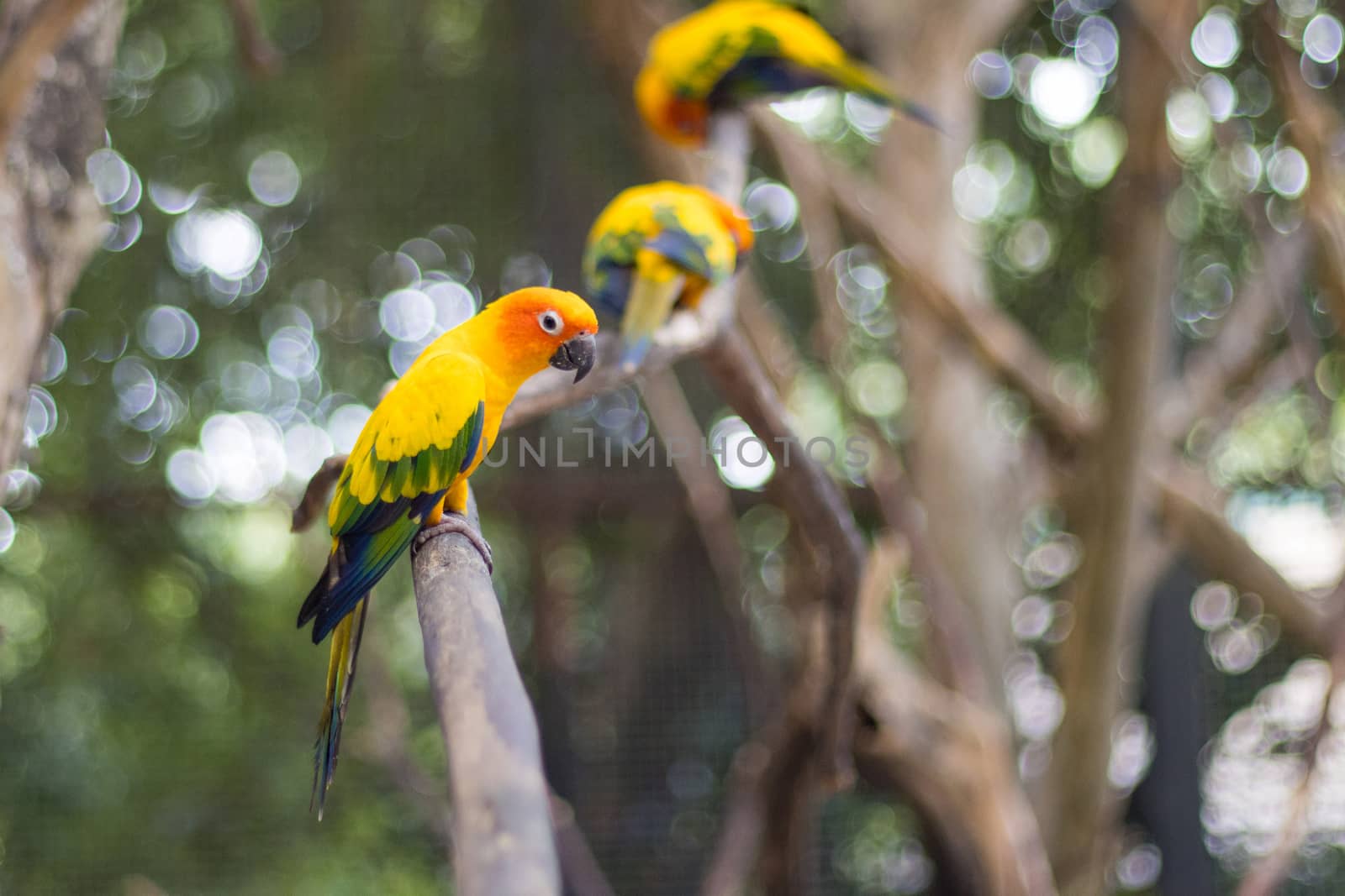 Sun Conure Parrots Beautiful Parrot on branch of tree